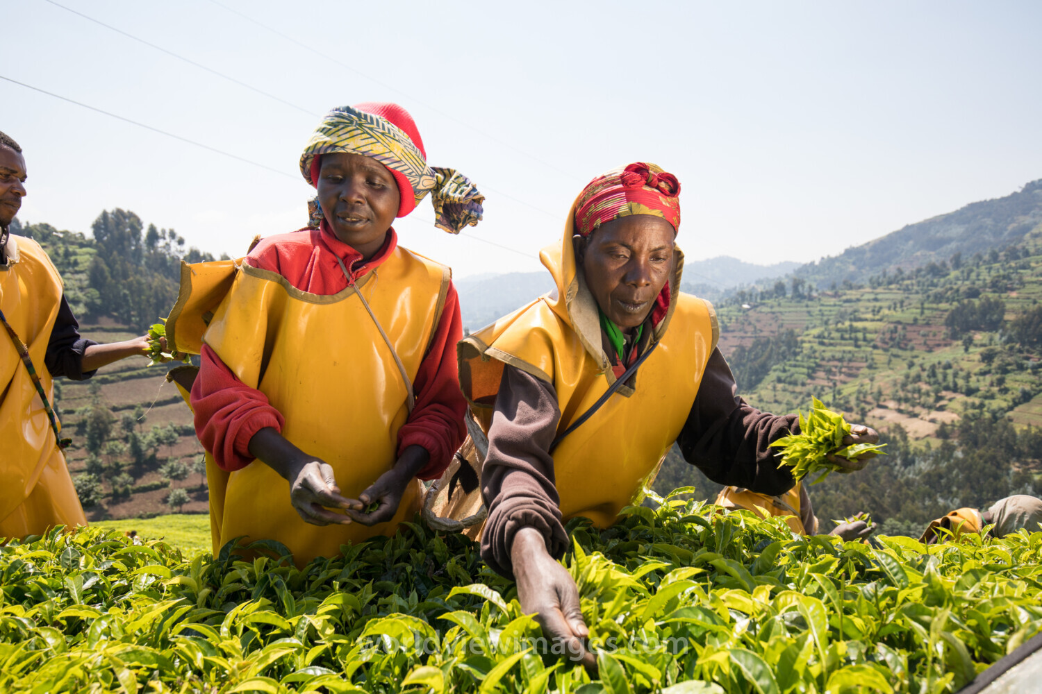 Picking Tea in Rwanda