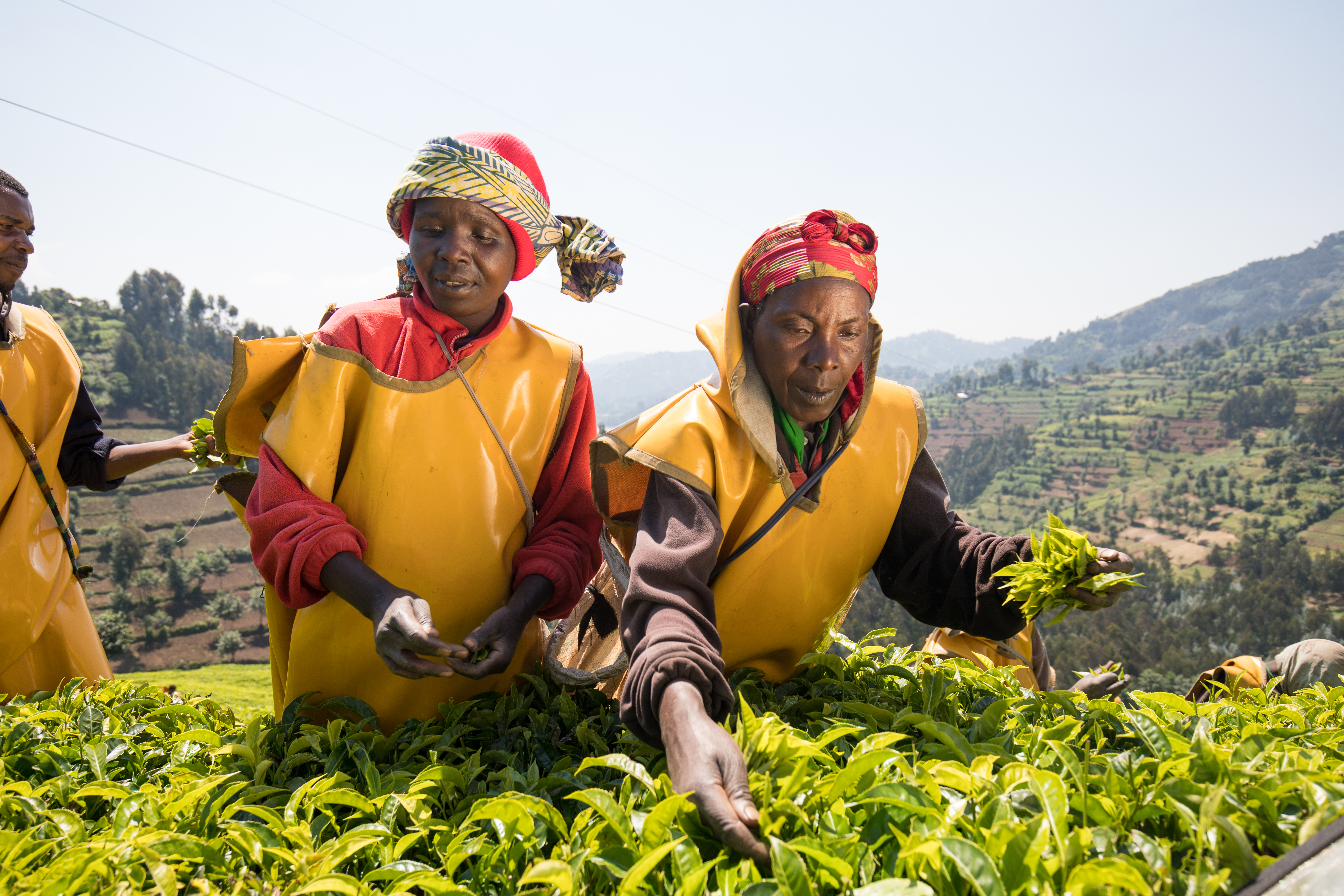 Picking Tea in Rwanda