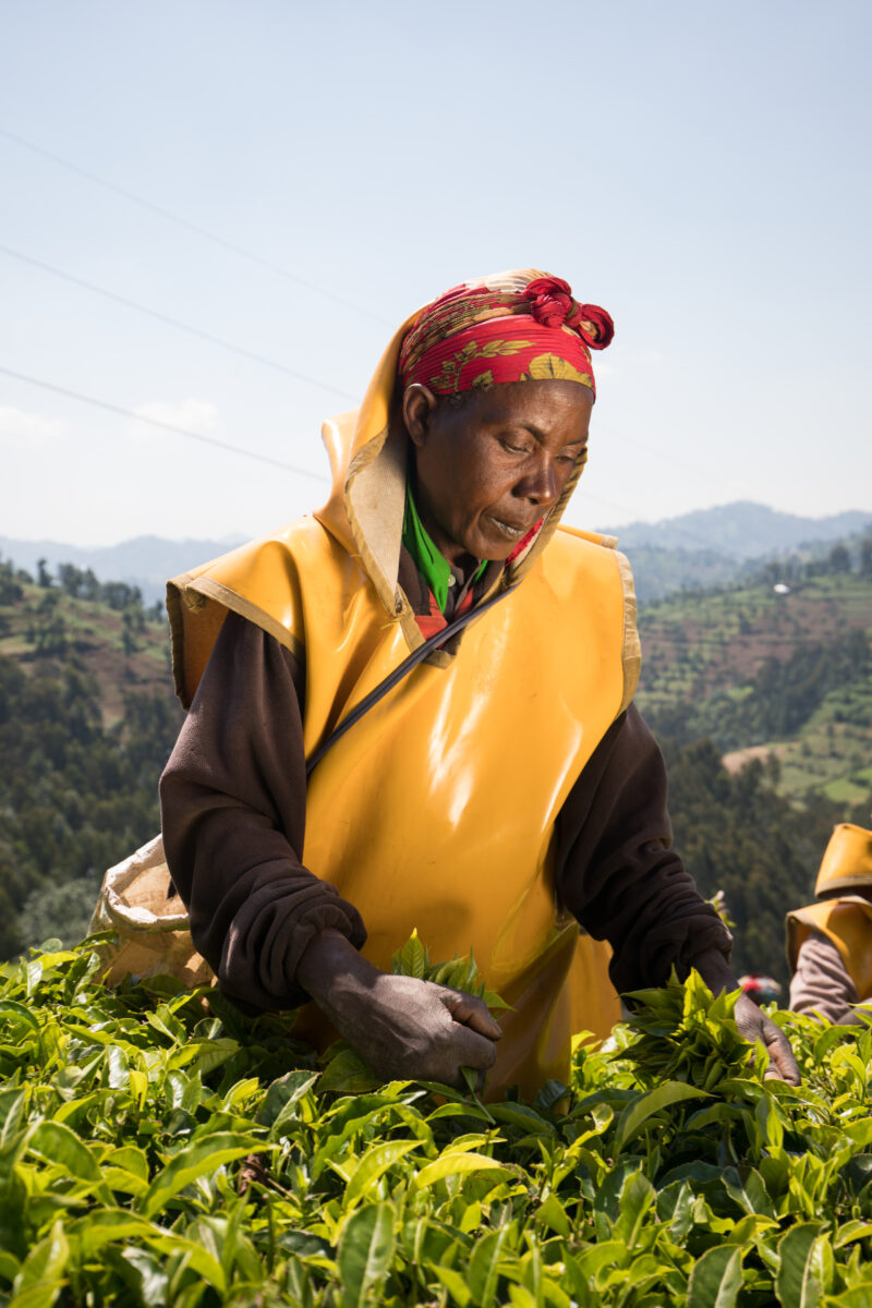 Picking Tea in Rwanda — Day Laborers pick tea in a tea plantation in Rwanda — Rwanda, Africa, Tea, picking tea, tea plantation