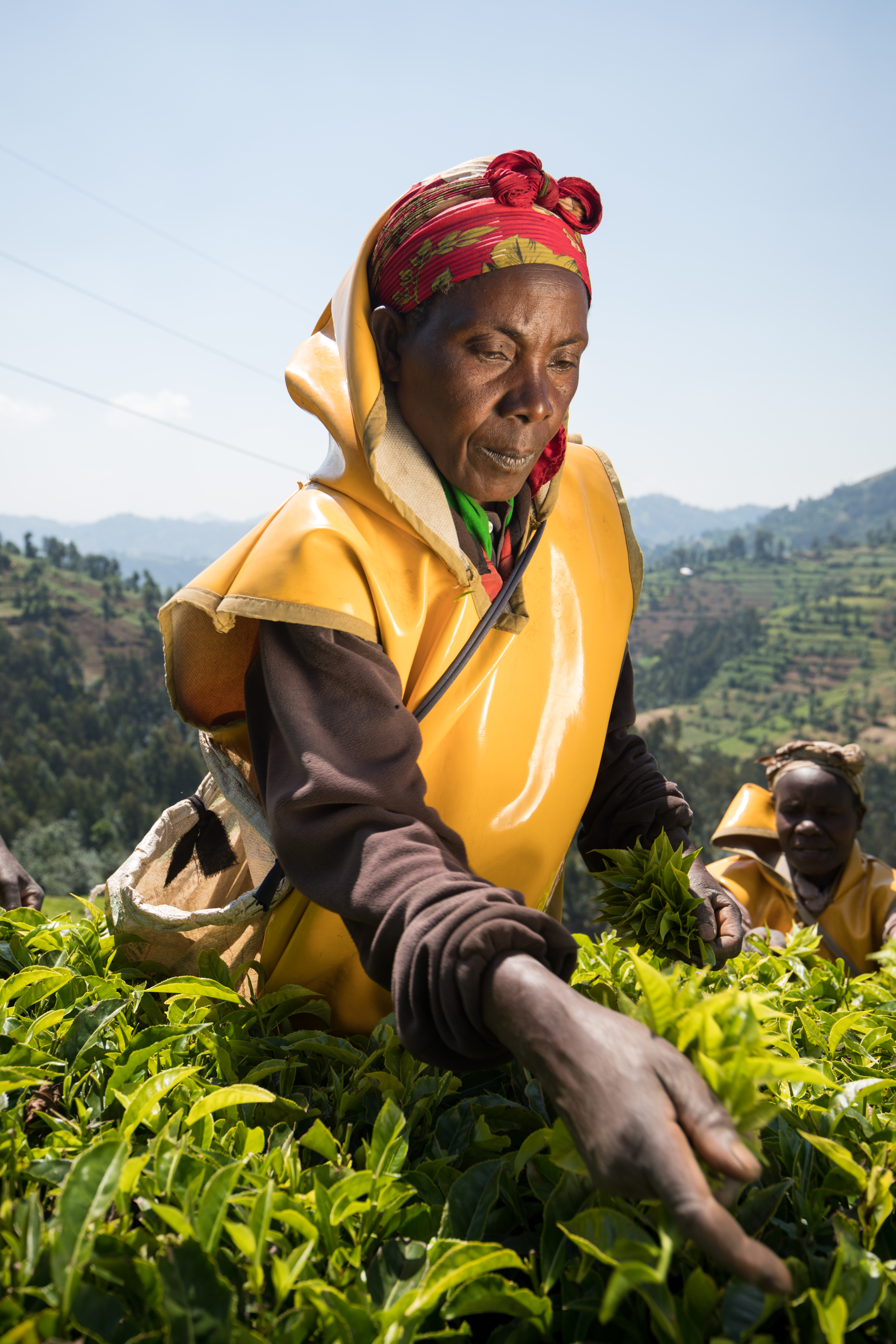 Picking Tea in Rwanda
