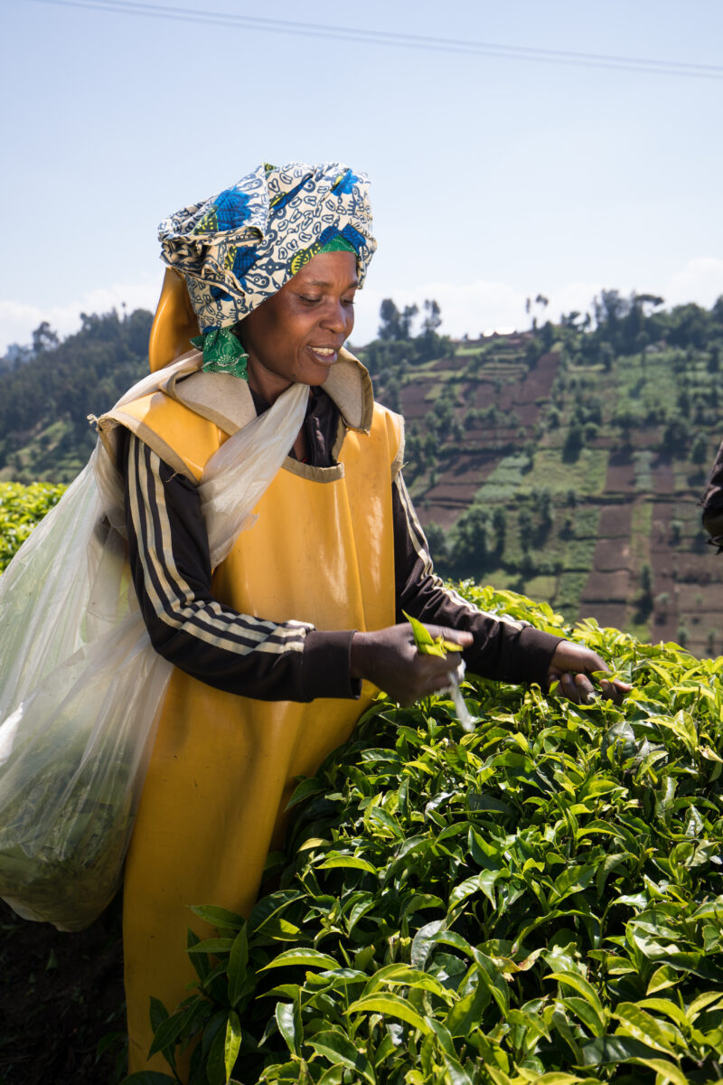 Picking Tea in Rwanda — Day Laborers pick tea in a tea plantation in Rwanda — Rwanda, Africa, Tea, picking tea, tea plantation