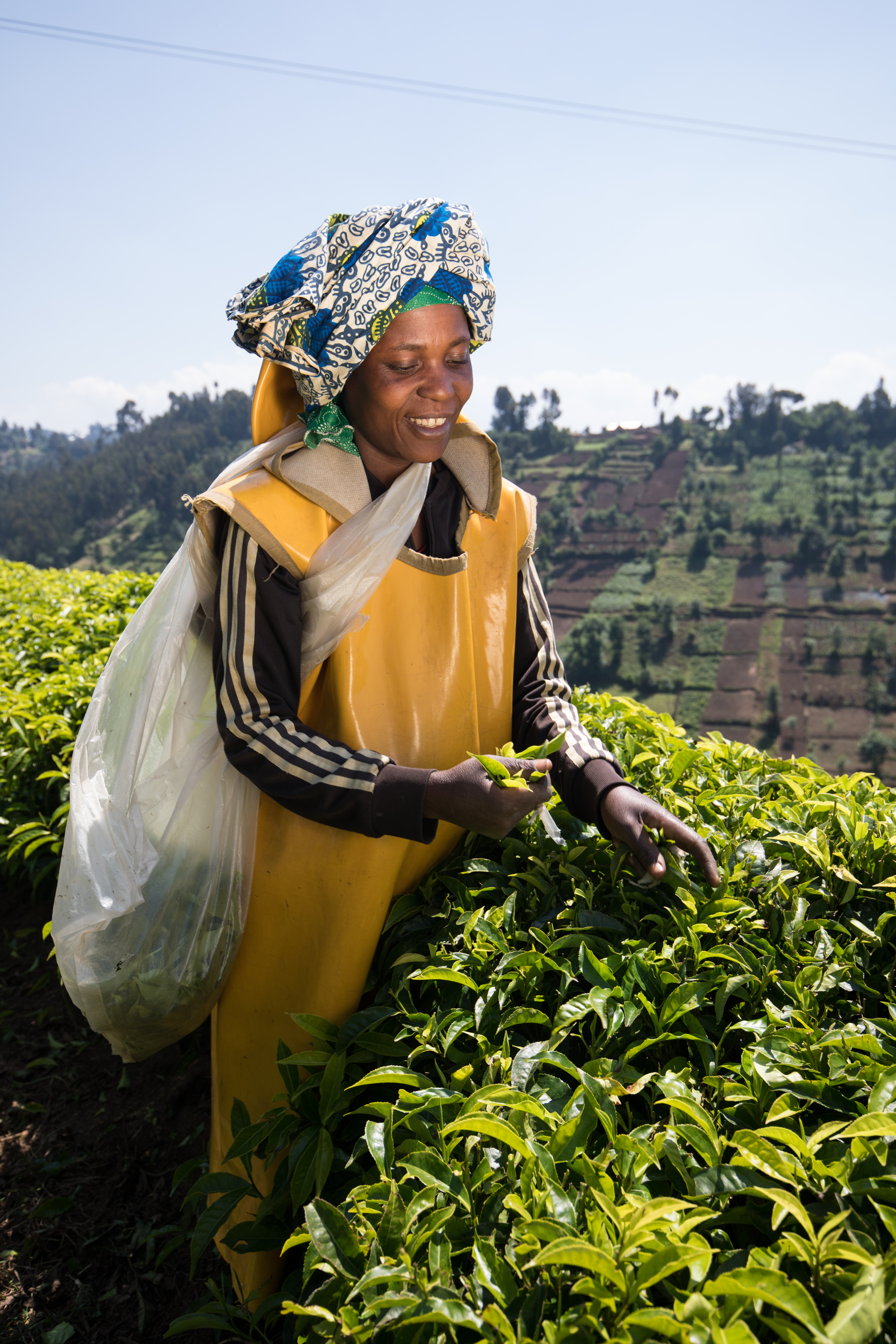 Picking Tea in Rwanda
