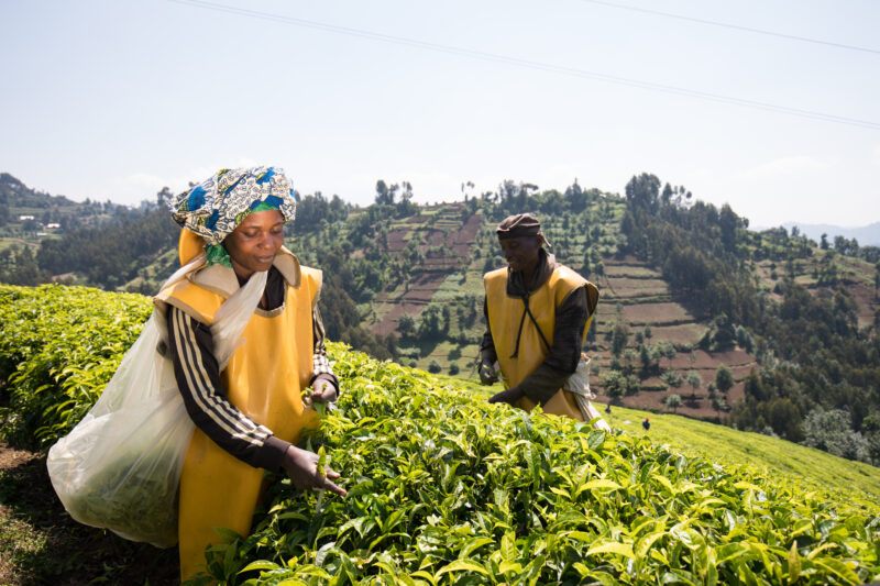 Picking Tea in Rwanda — Day Laborers pick tea in a tea plantation in Rwanda — Rwanda, Africa, Tea, picking tea, tea plantation