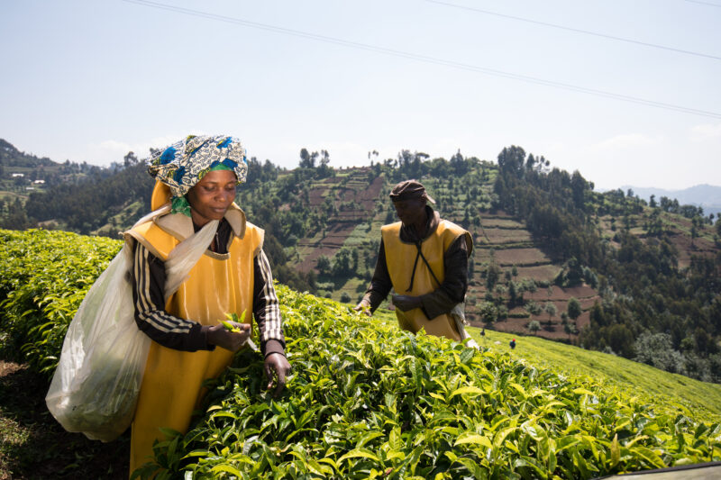 Picking Tea in Rwanda — Day Laborers pick tea in a tea plantation in Rwanda — Rwanda, Africa, Tea, picking tea, tea plantation