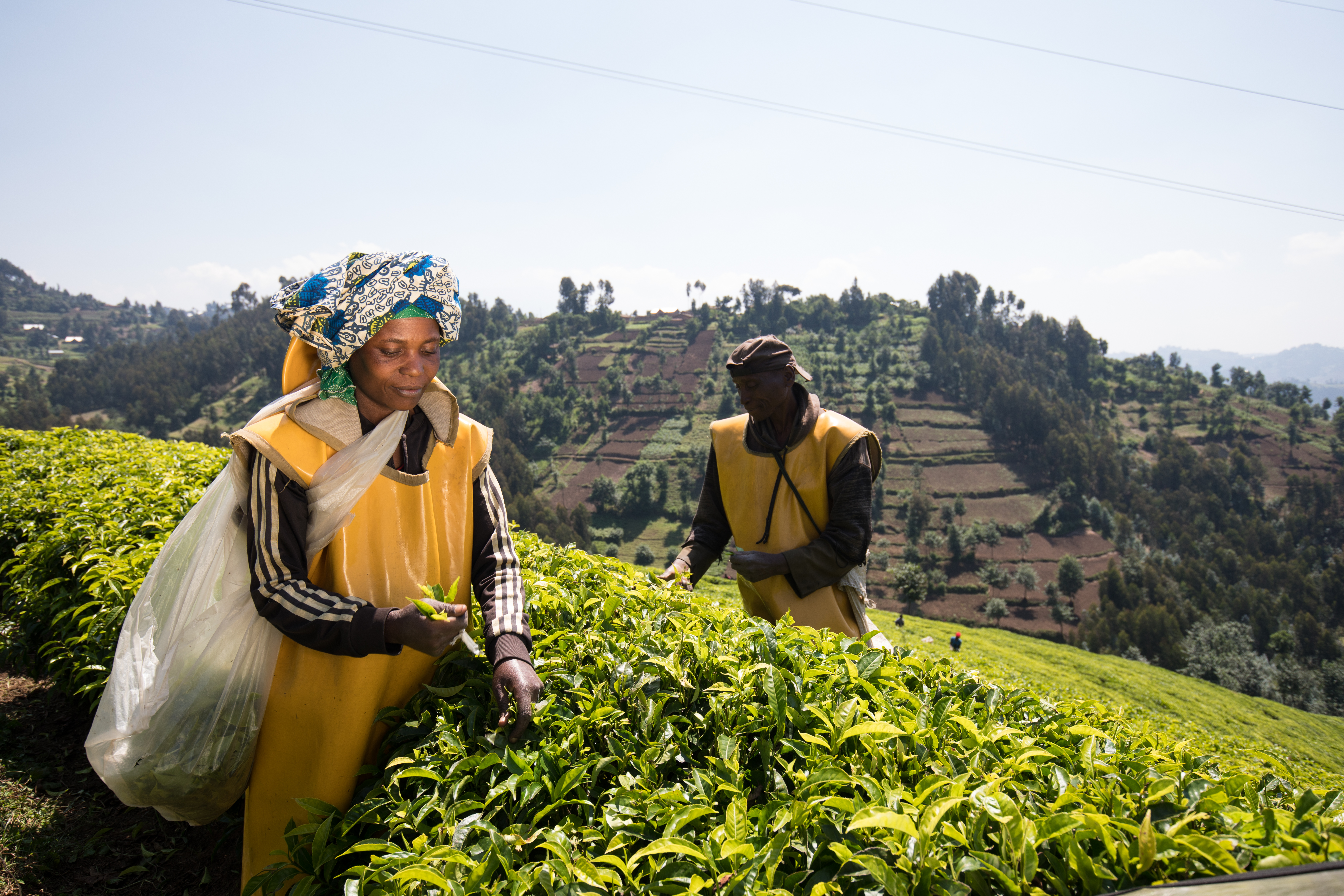 Picking Tea in Rwanda