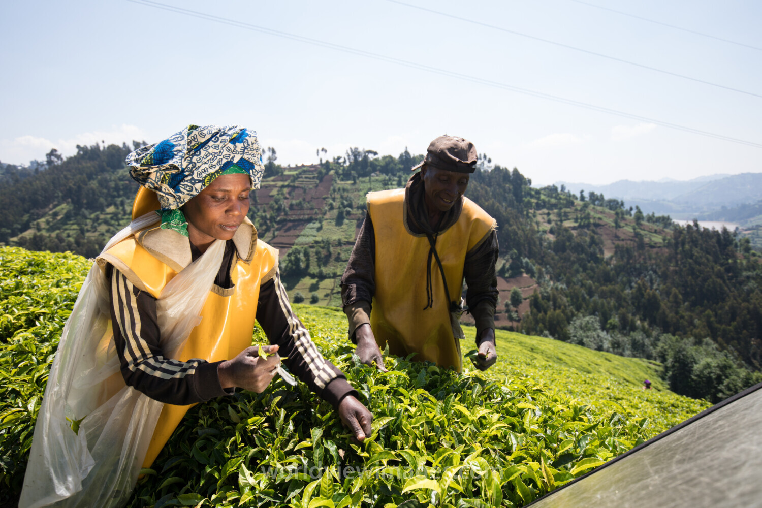 Picking Tea in Rwanda