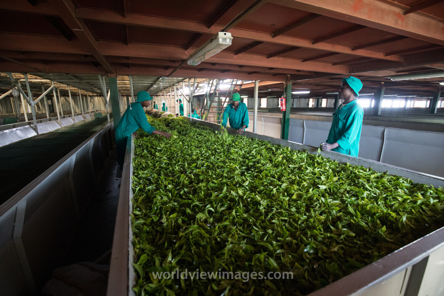 Processing Tea