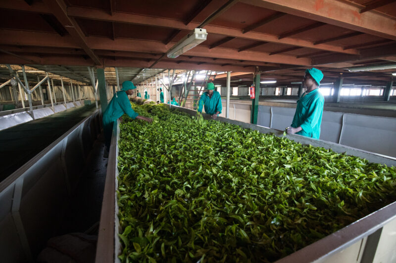Processing Tea — Tea leaves are graded in a tea plantation building in Rwanda — Rwanda, Africa, tea, tea grading, tea leaves