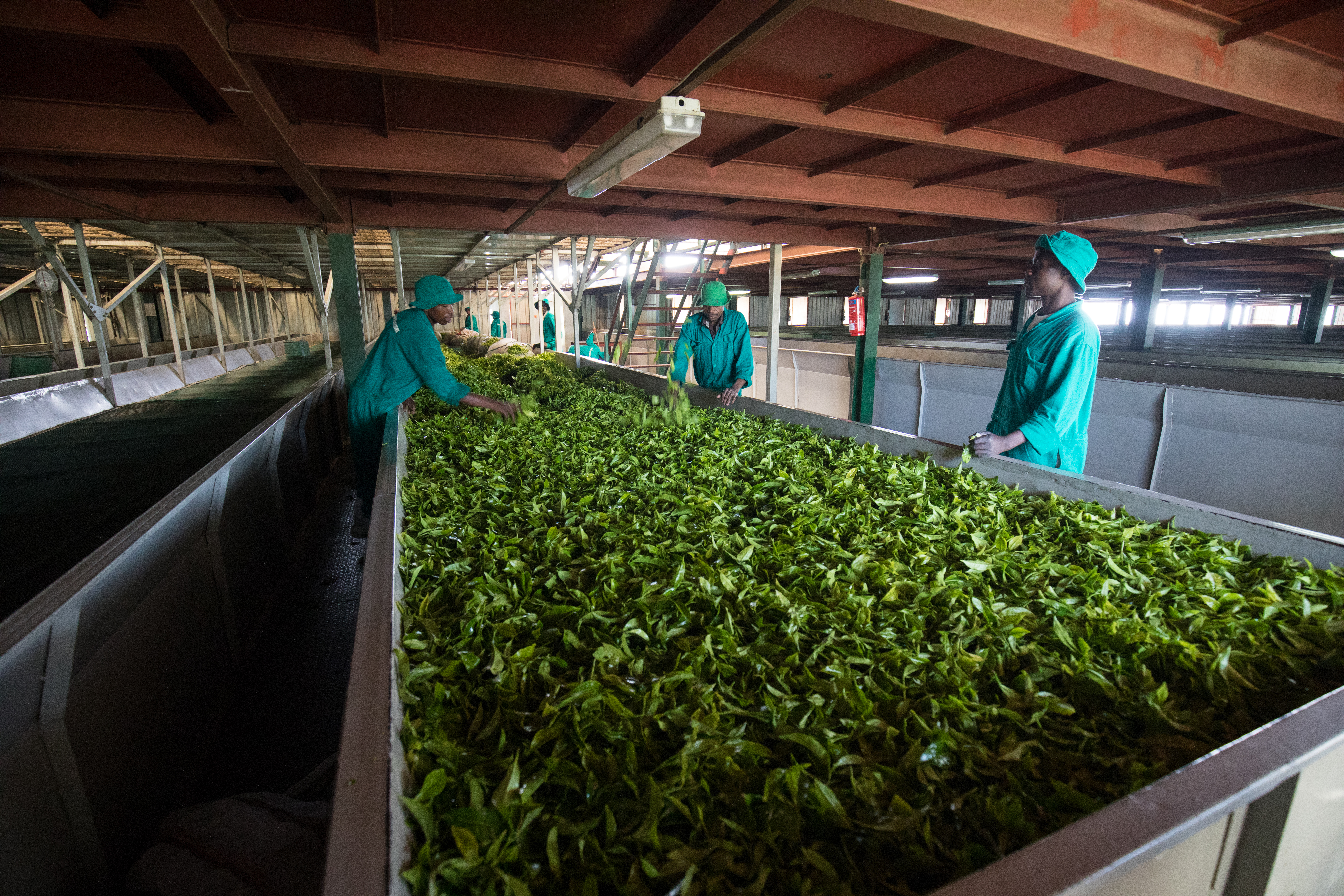 Processing Tea