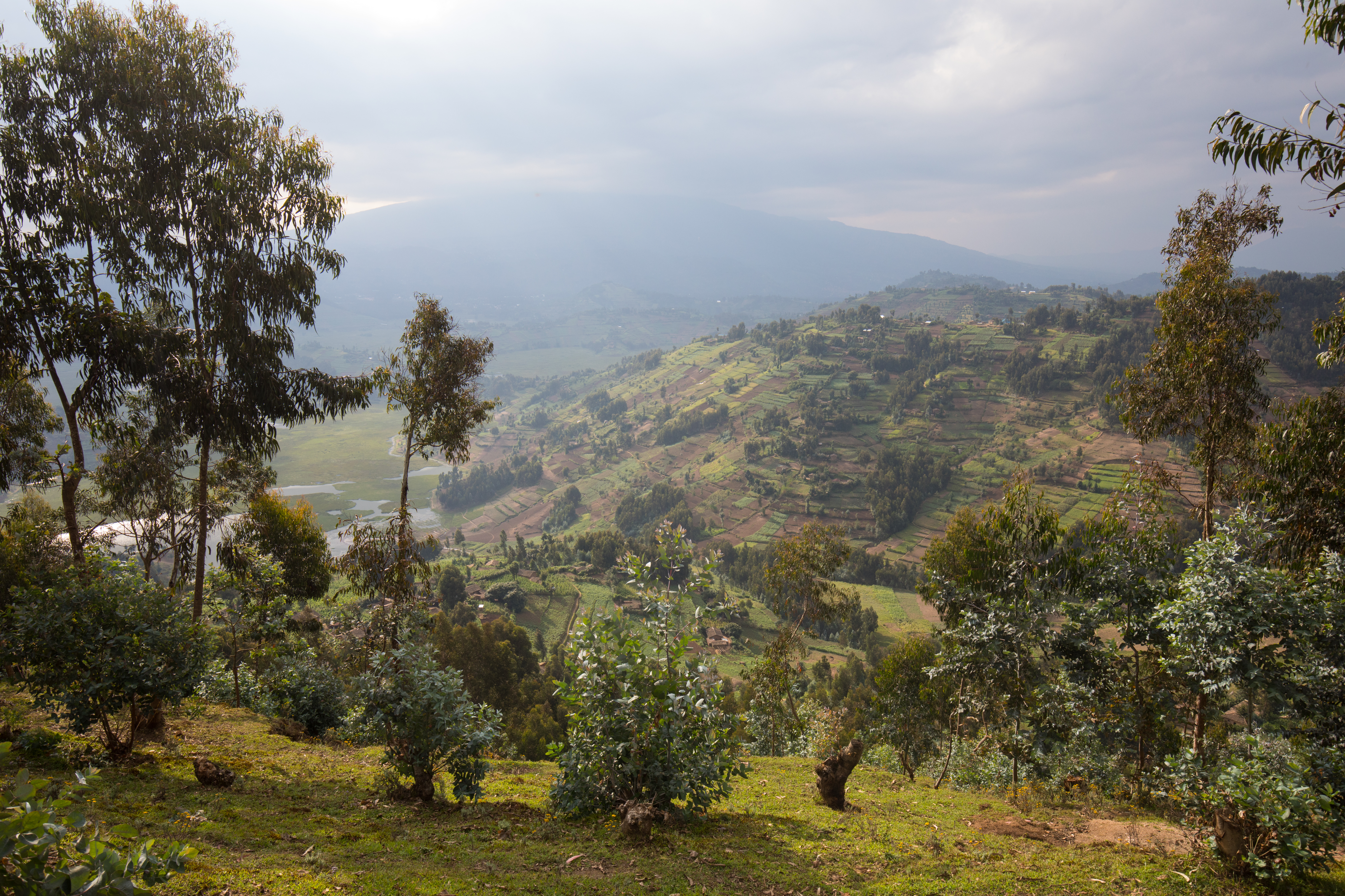 Scenic Hillside in Rwanda