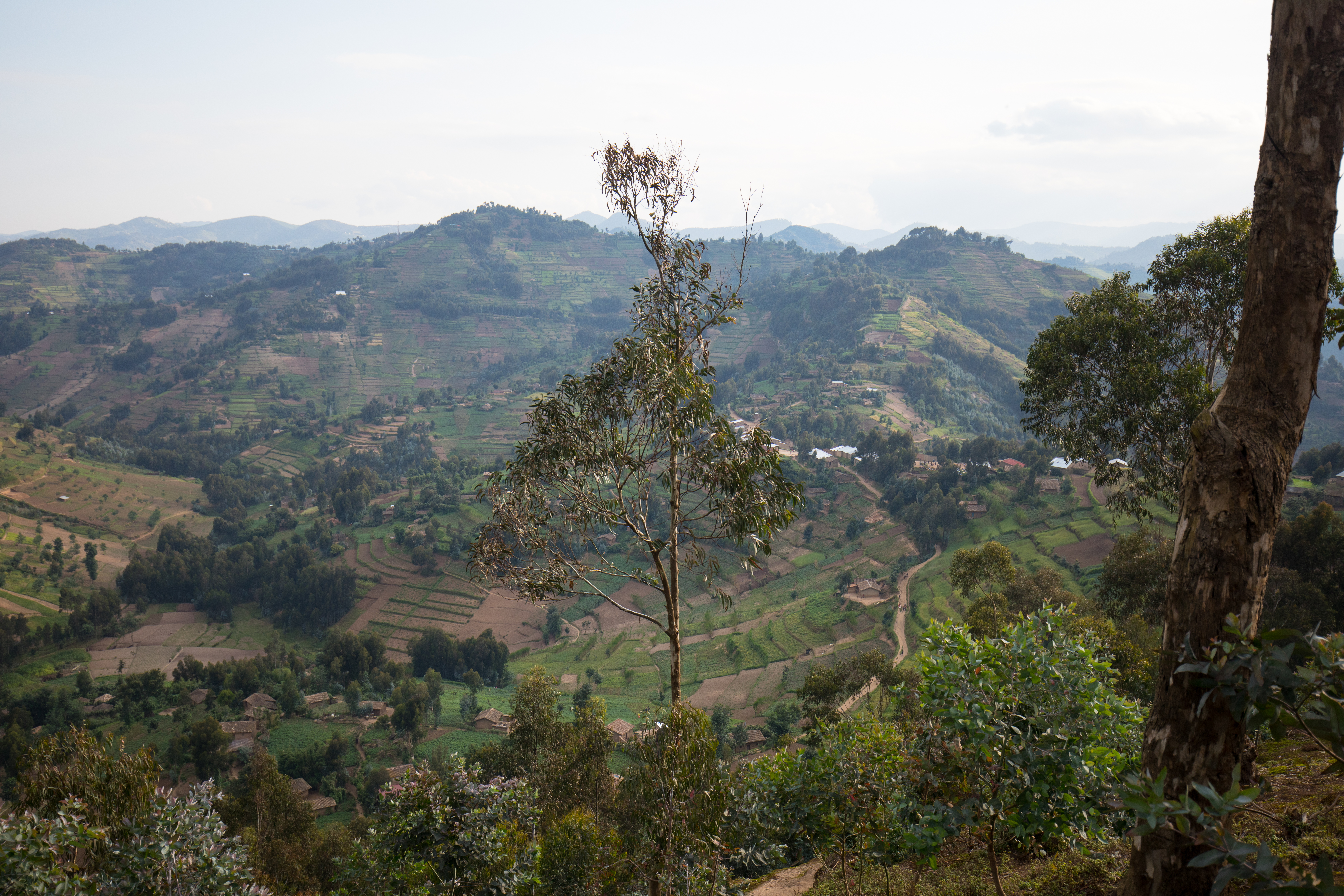 Scenic Hillside in Rwanda