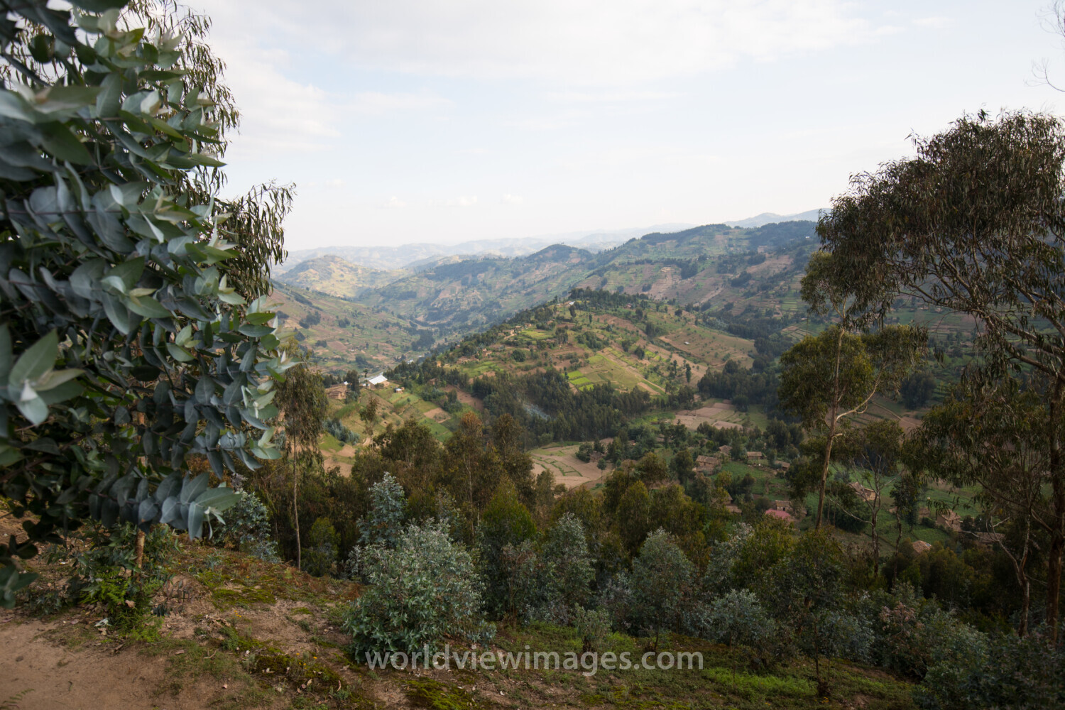 Scenic Hillside in Rwanda