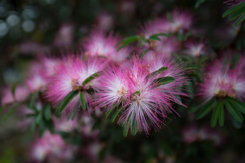 Money Tree in Bloom — Money Tree Blossoms, Trees, Blossoms