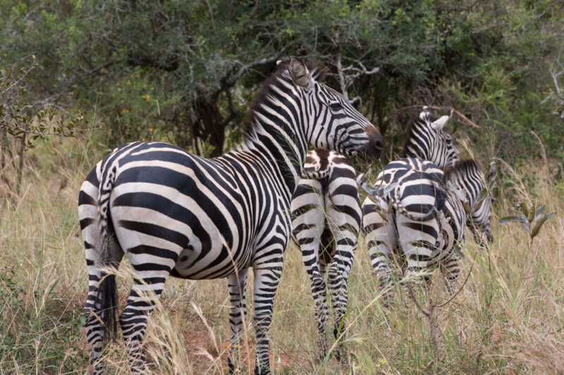 Zebras in Rwanda National Park — The beautiful Topi in Kibira National Park in Rwanda — Rwanda, Africa, Animals, Zebra, zebras