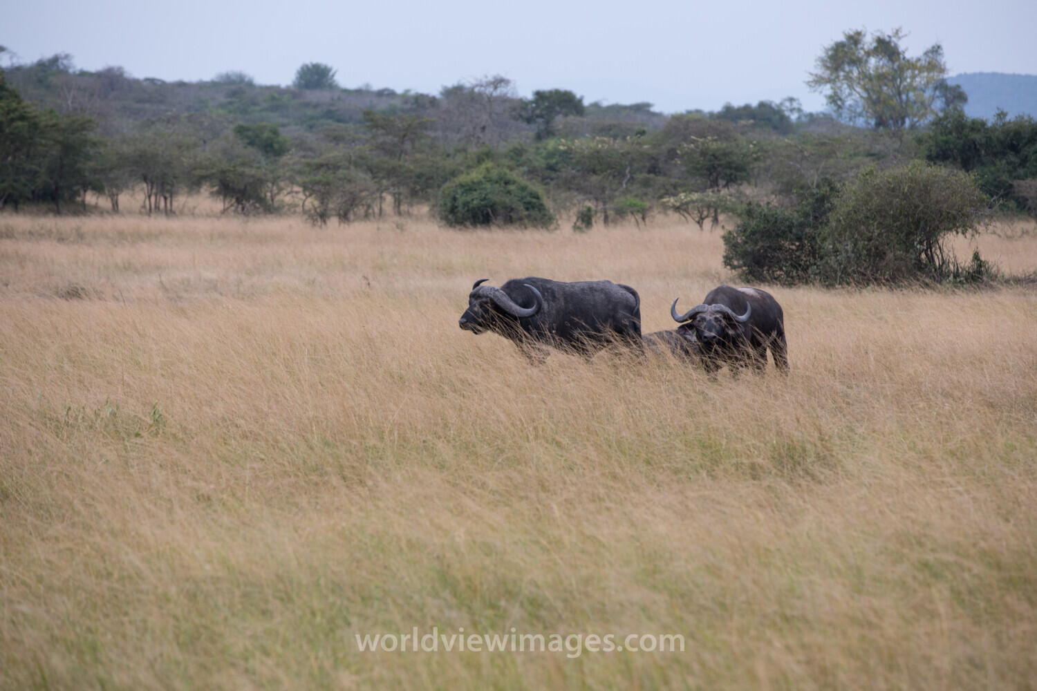 African Buualo in Rwanda National Park