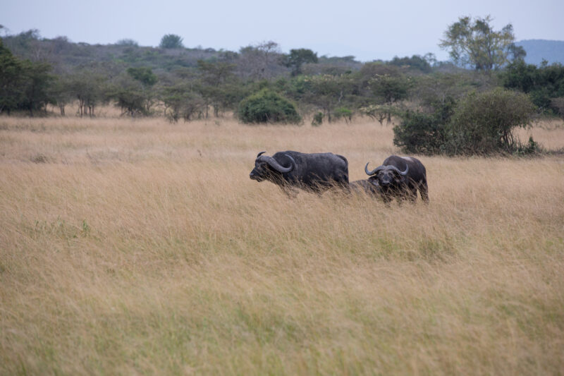 African Buualo in Rwanda National Park — The beautiful Topi in Kibira National Park in Rwanda — Rwanda, Africa, Animals, Topi, Antelope