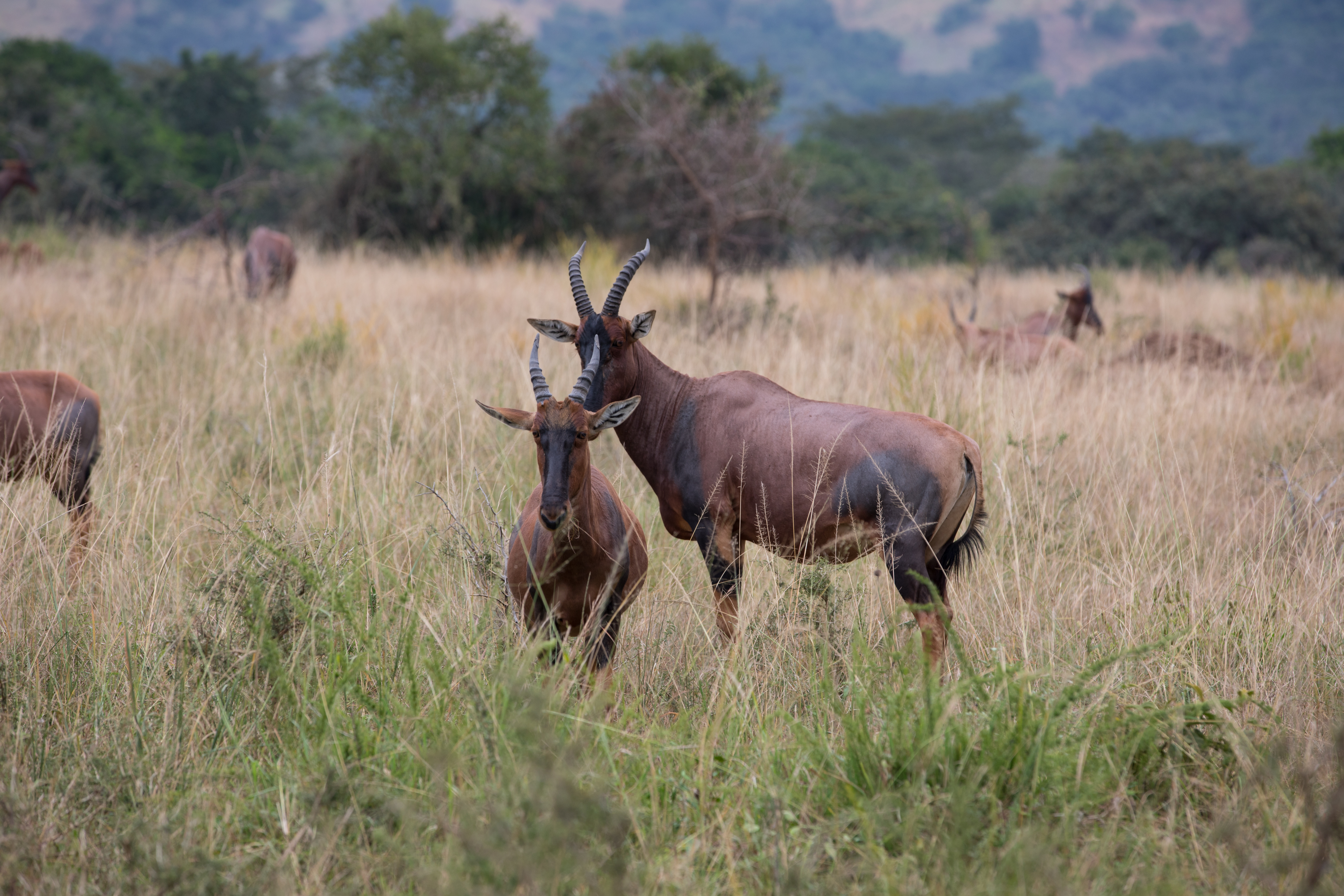 Topi in Rwanda National Park