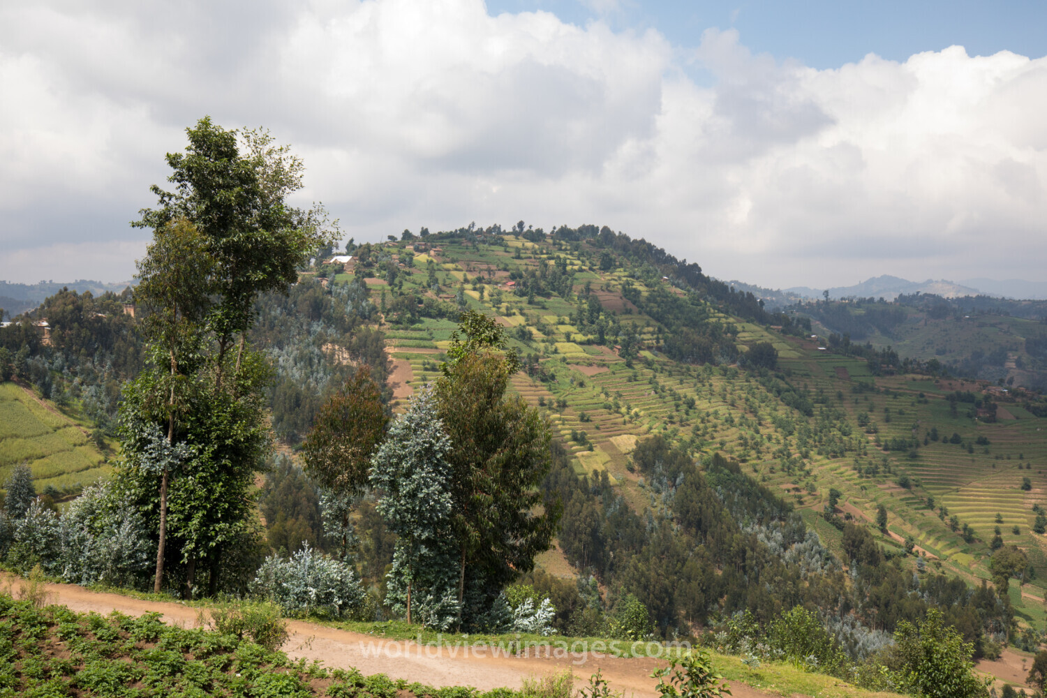 Scenic Farms in Rwanda