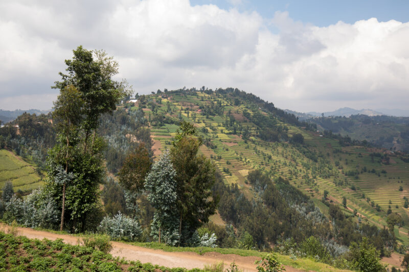 Scenic Farms in Rwanda — Wide shot of hilside farms in Northern Rwanda — Rwanda, Africa, farms, agriculture, hills