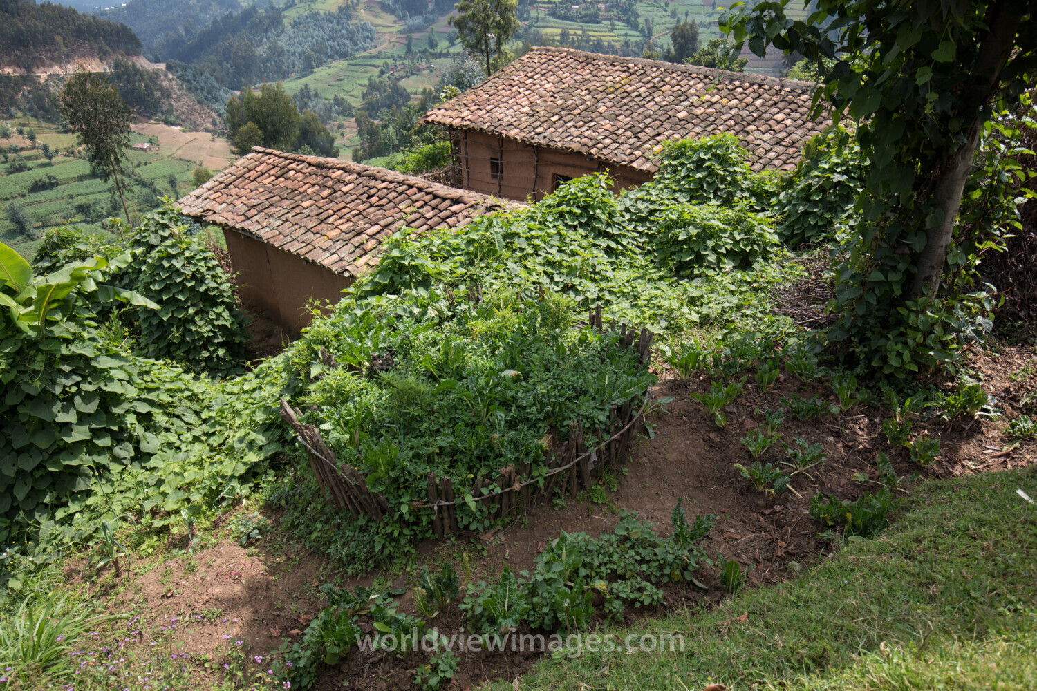 Scenic Farms in Rwanda