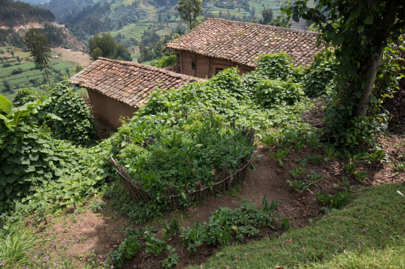 Scenic Farms in Rwanda — Wide shot of hilside farms in Northern Rwanda — Rwanda, Africa, farms, agriculture, hills