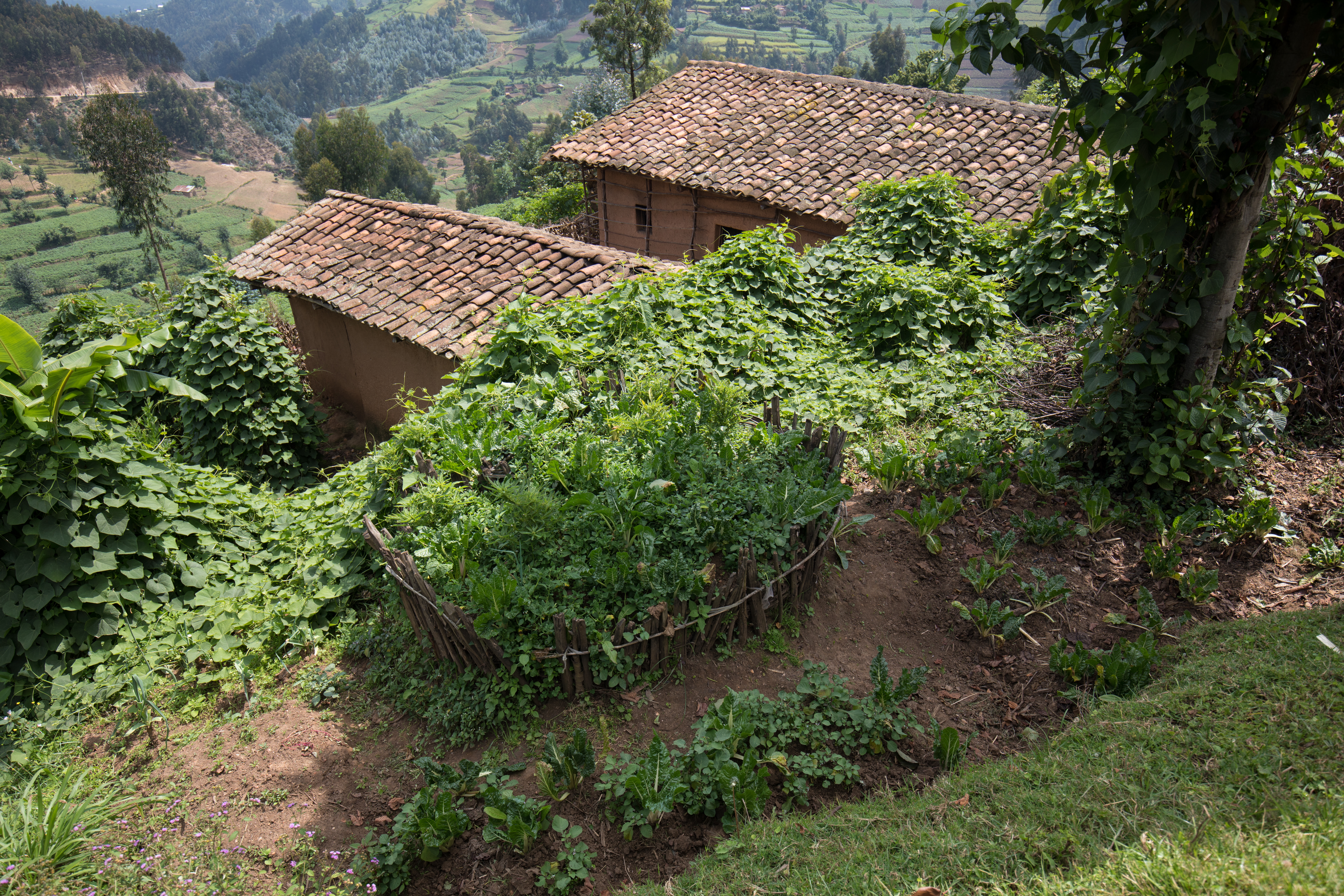 Scenic Farms in Rwanda