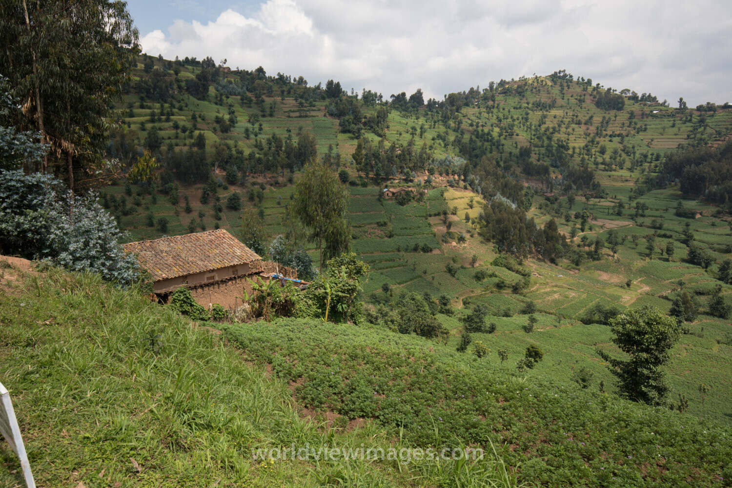 Scenic Farms in Rwanda