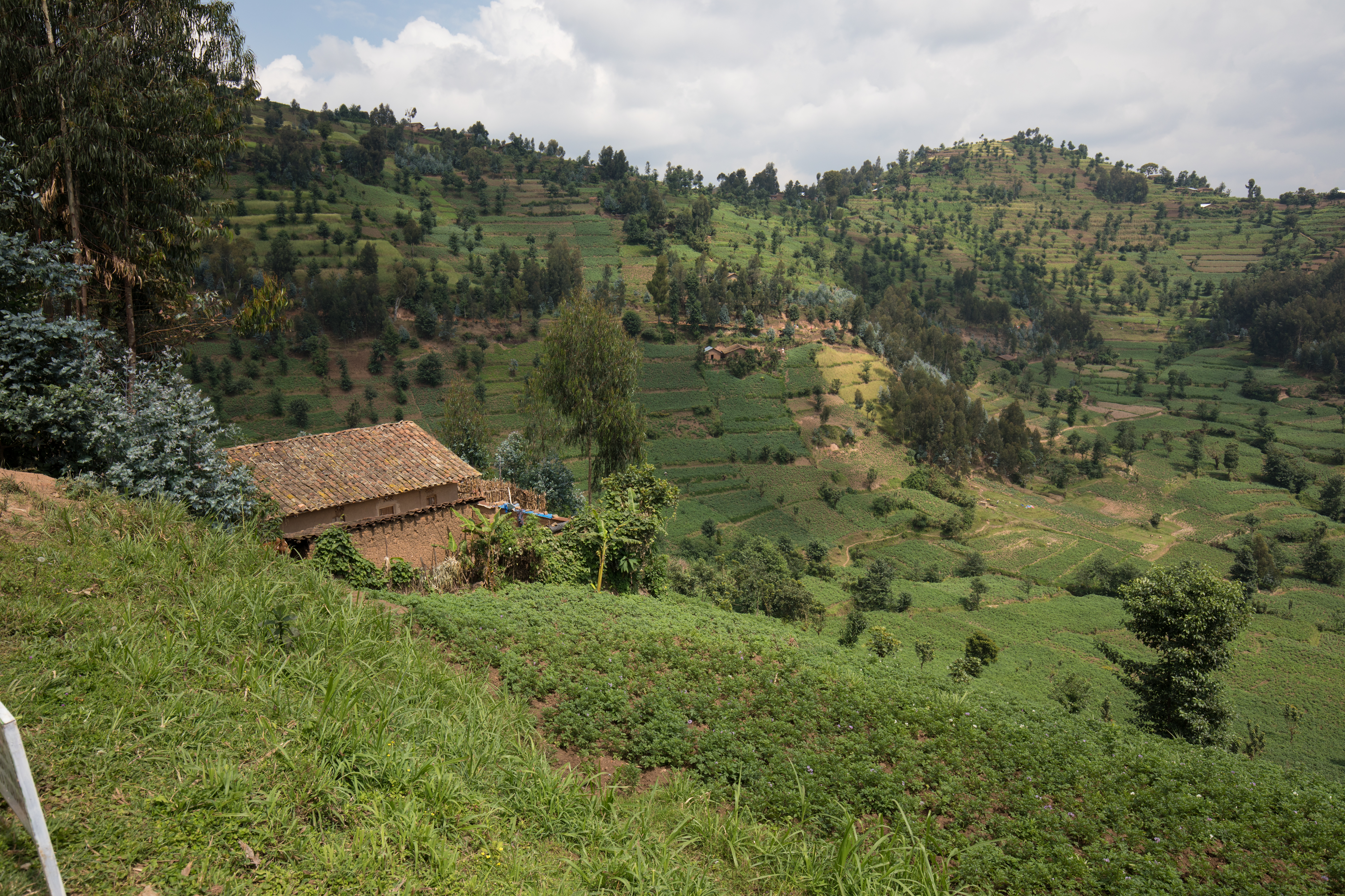 Scenic Farms in Rwanda