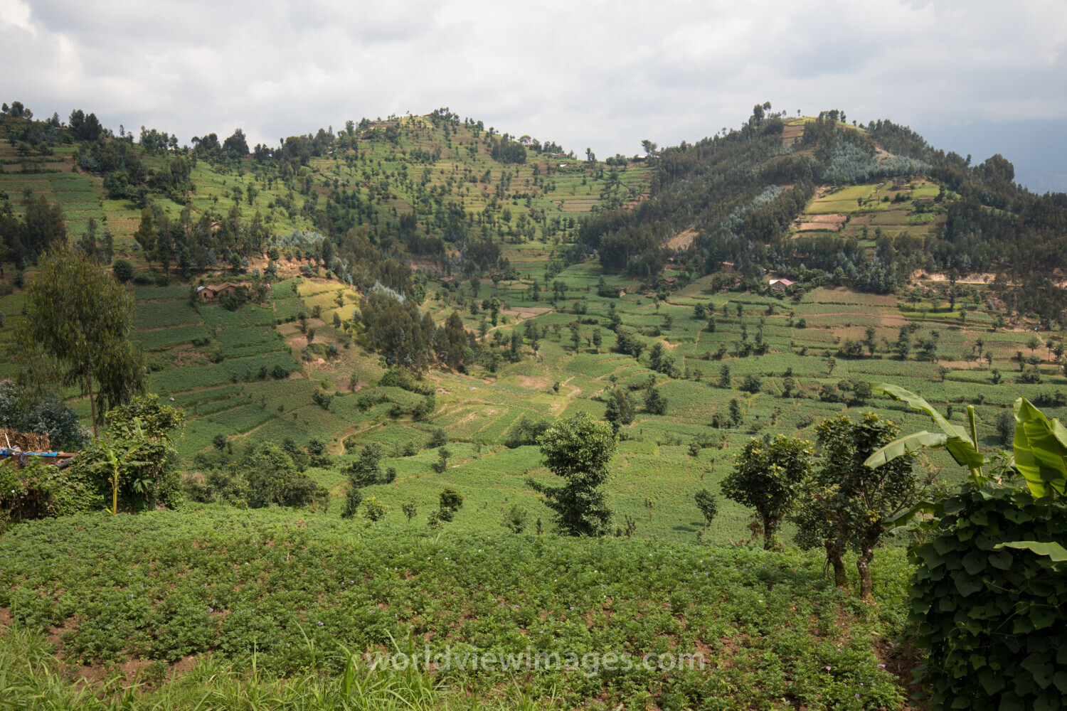 Scenic Farms in Rwanda