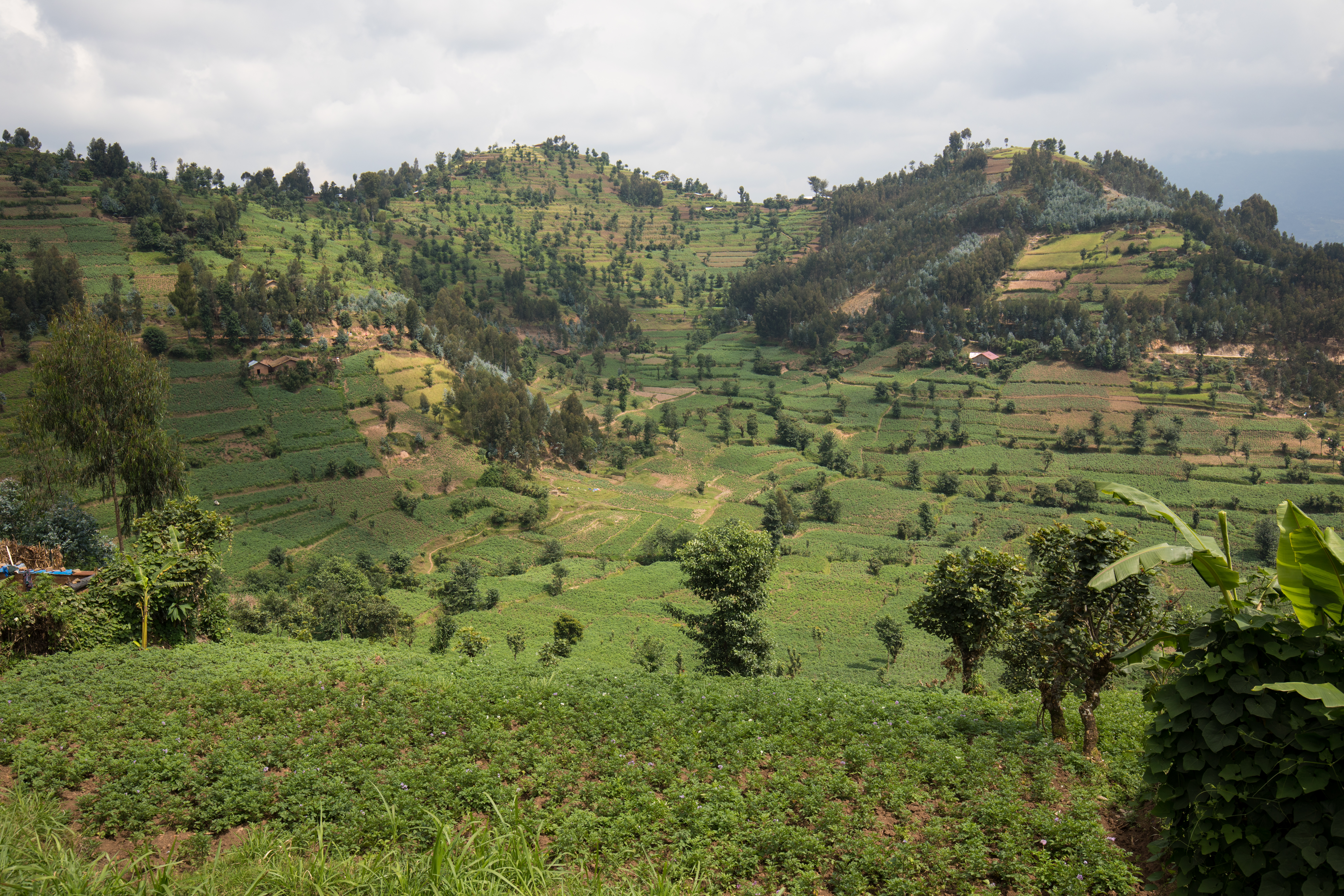 Scenic Farms in Rwanda