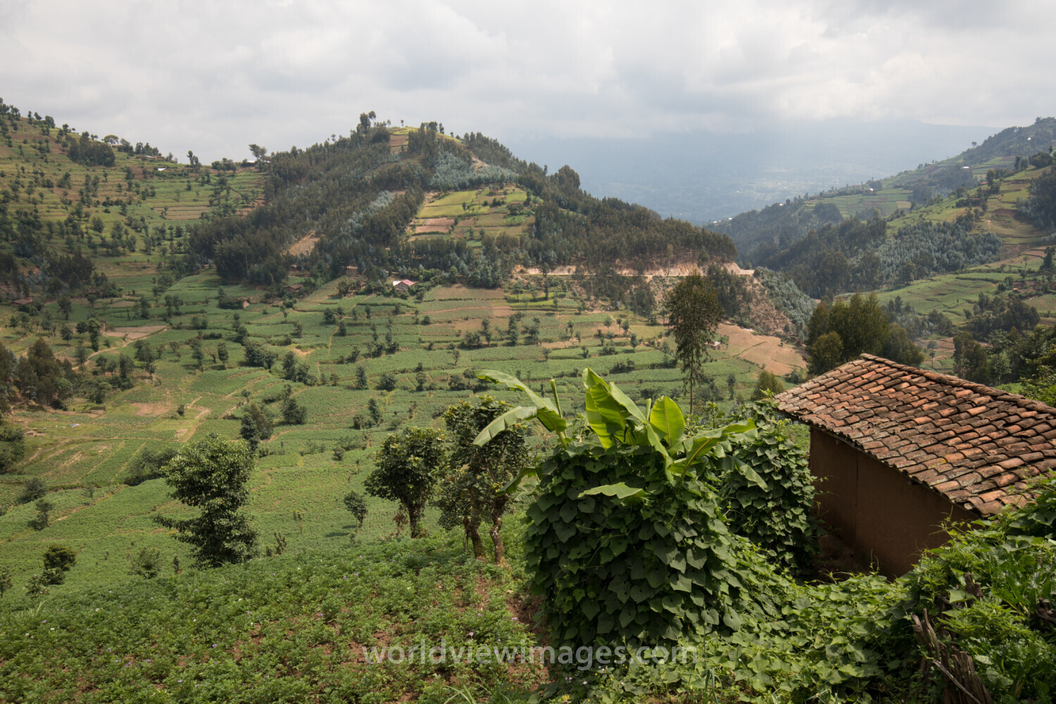 Scenic Farms in Rwanda