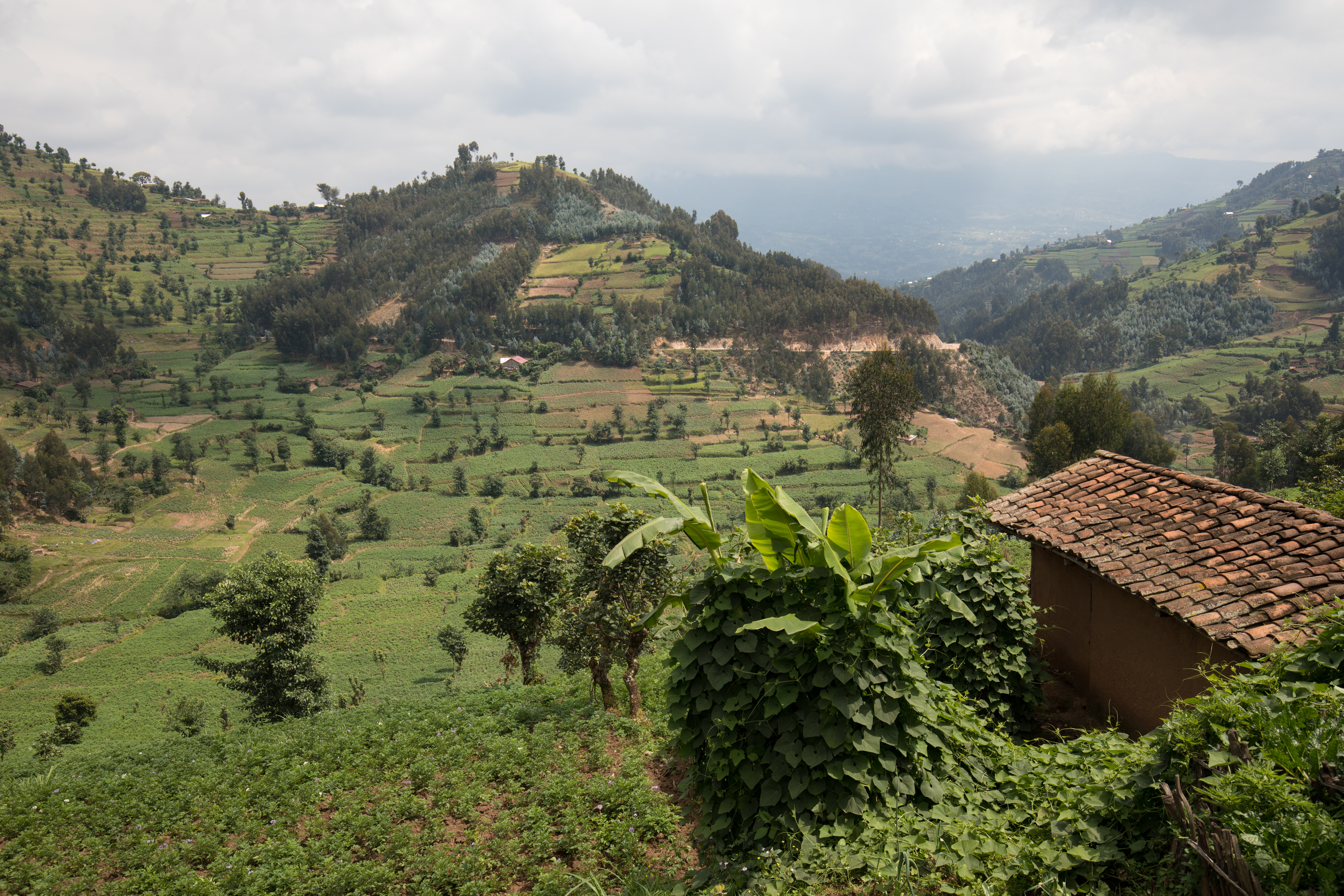 Scenic Farms in Rwanda