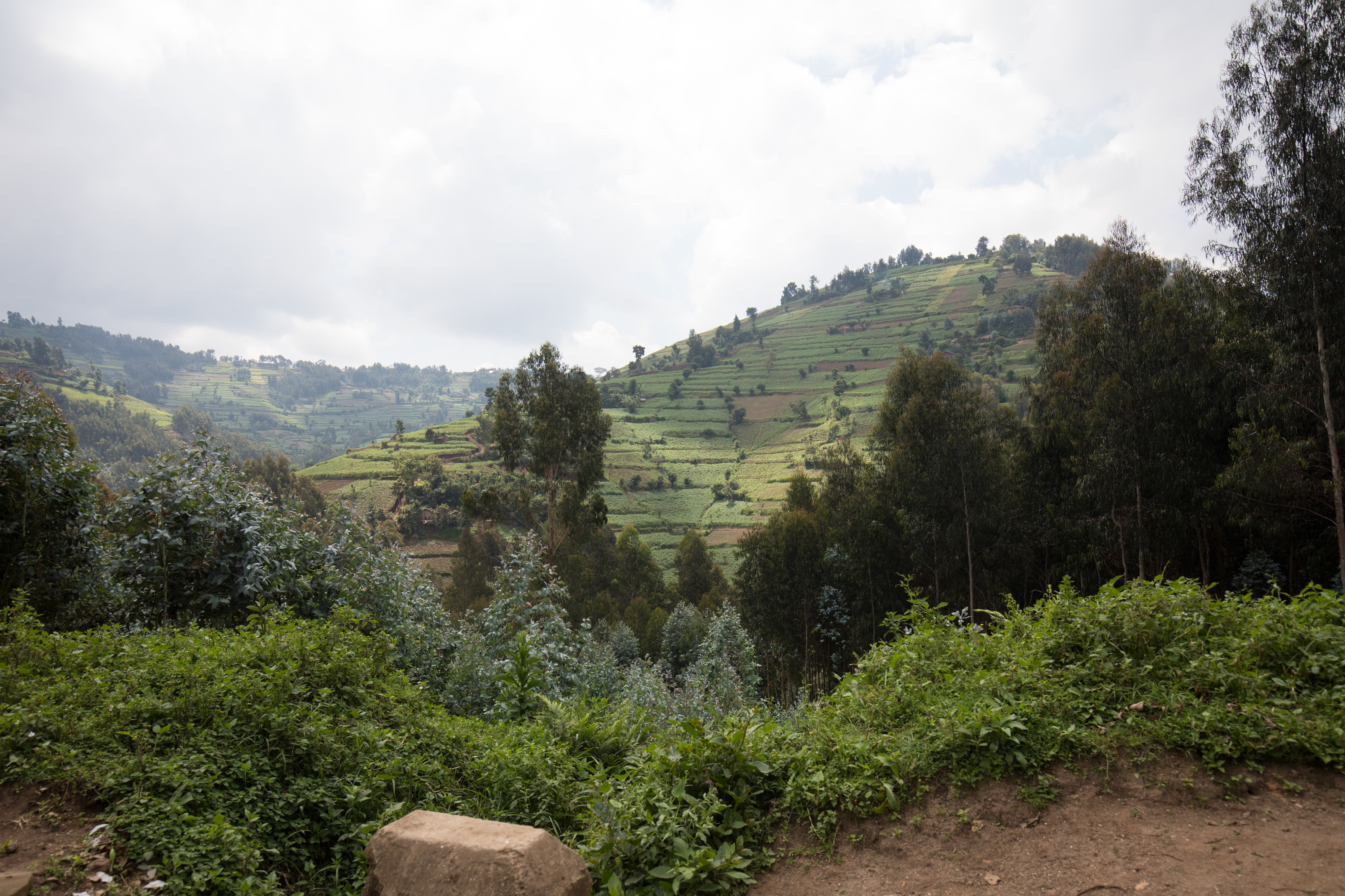 Scenic Farms in Rwanda