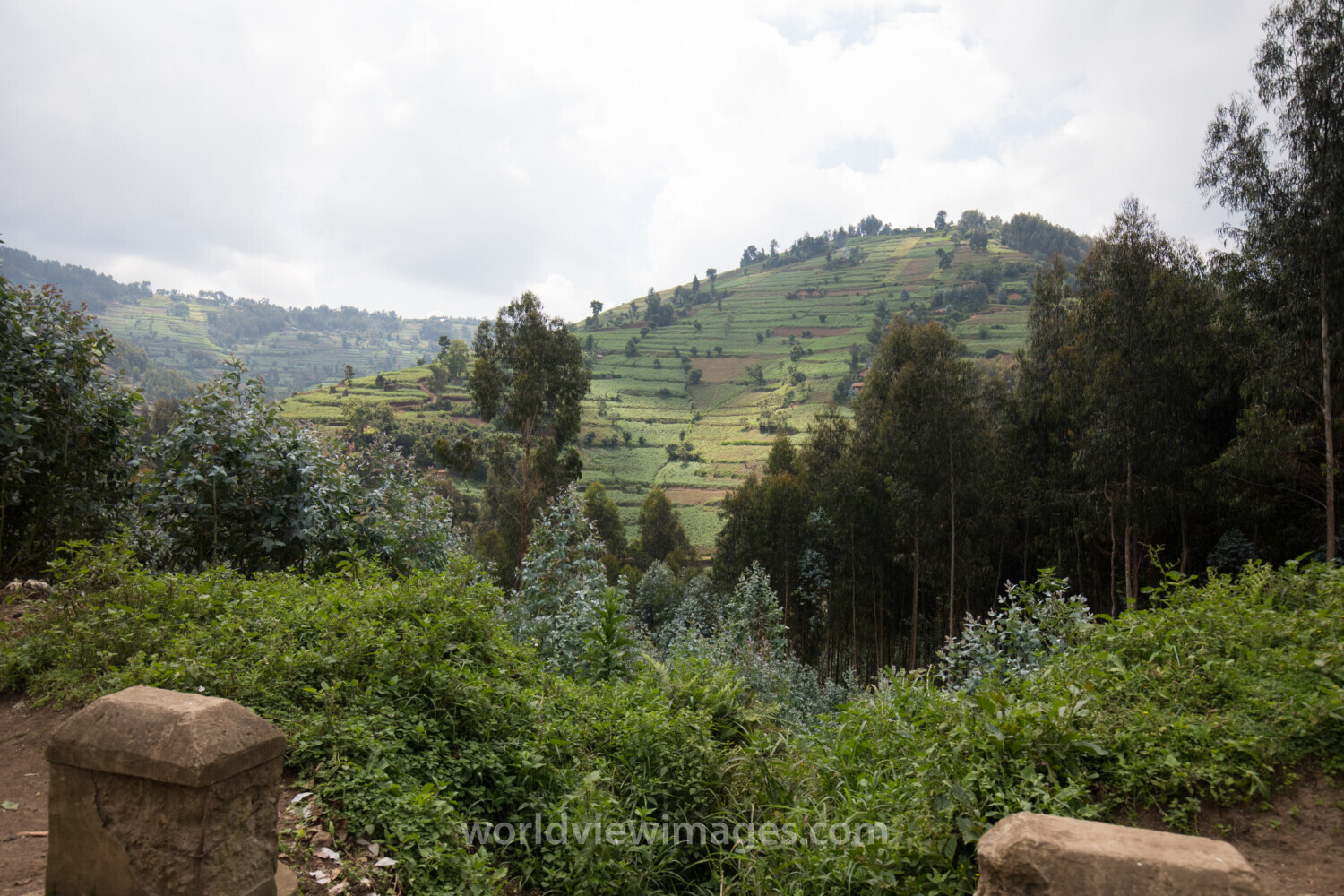 Scenic Farms in Rwanda