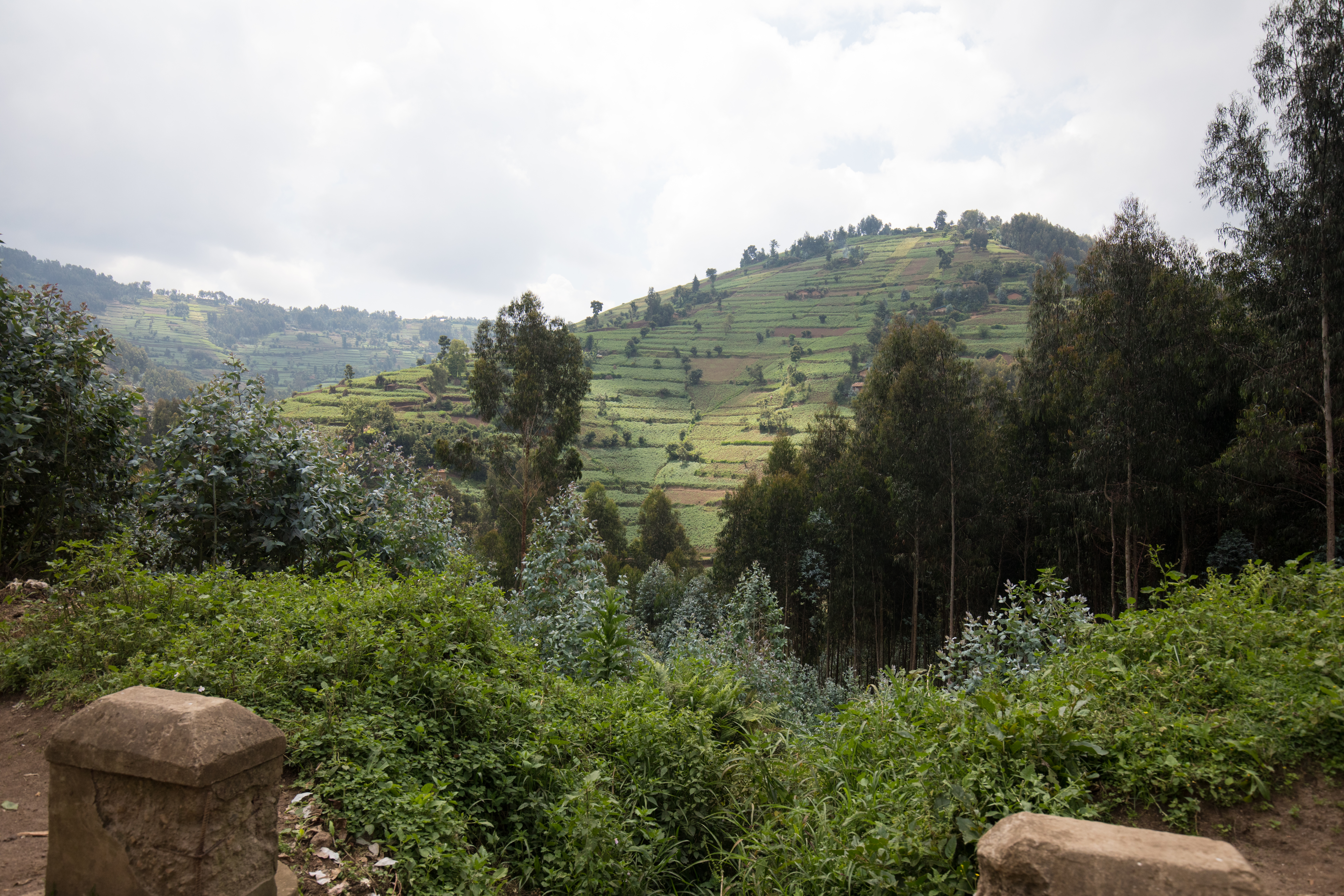 Scenic Farms in Rwanda