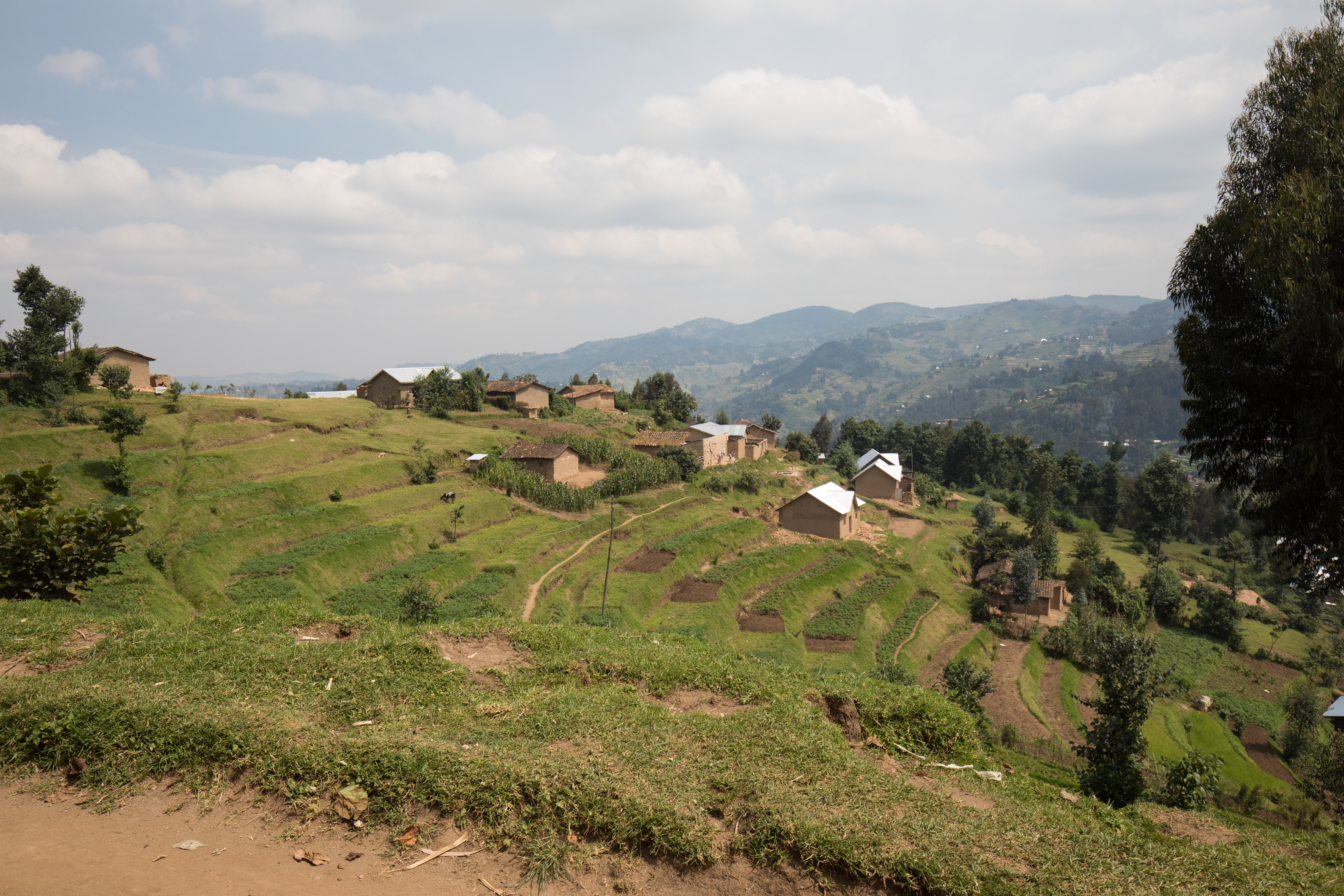 Scenic Farms in Rwanda