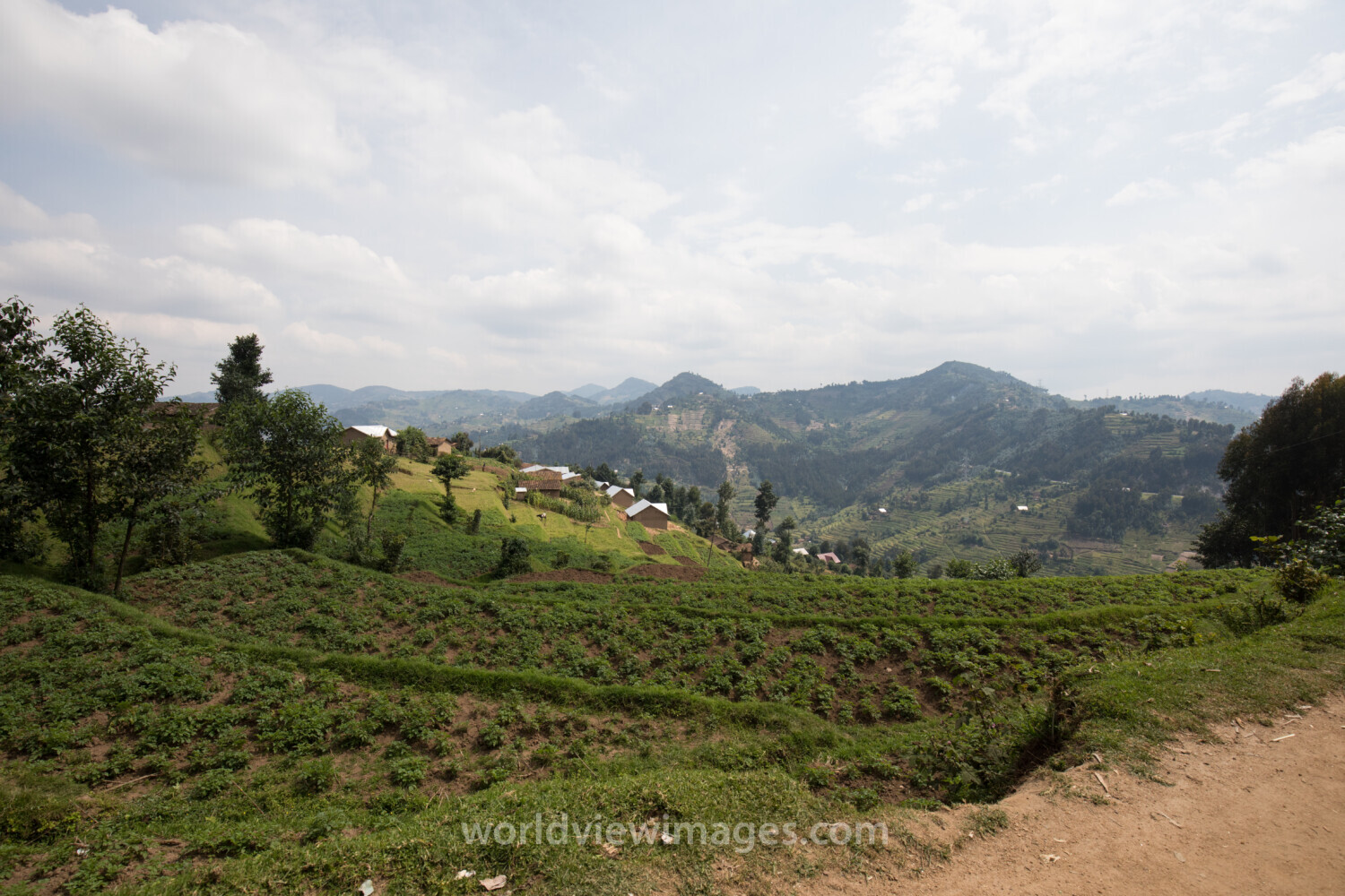 Scenic Farms in Rwanda
