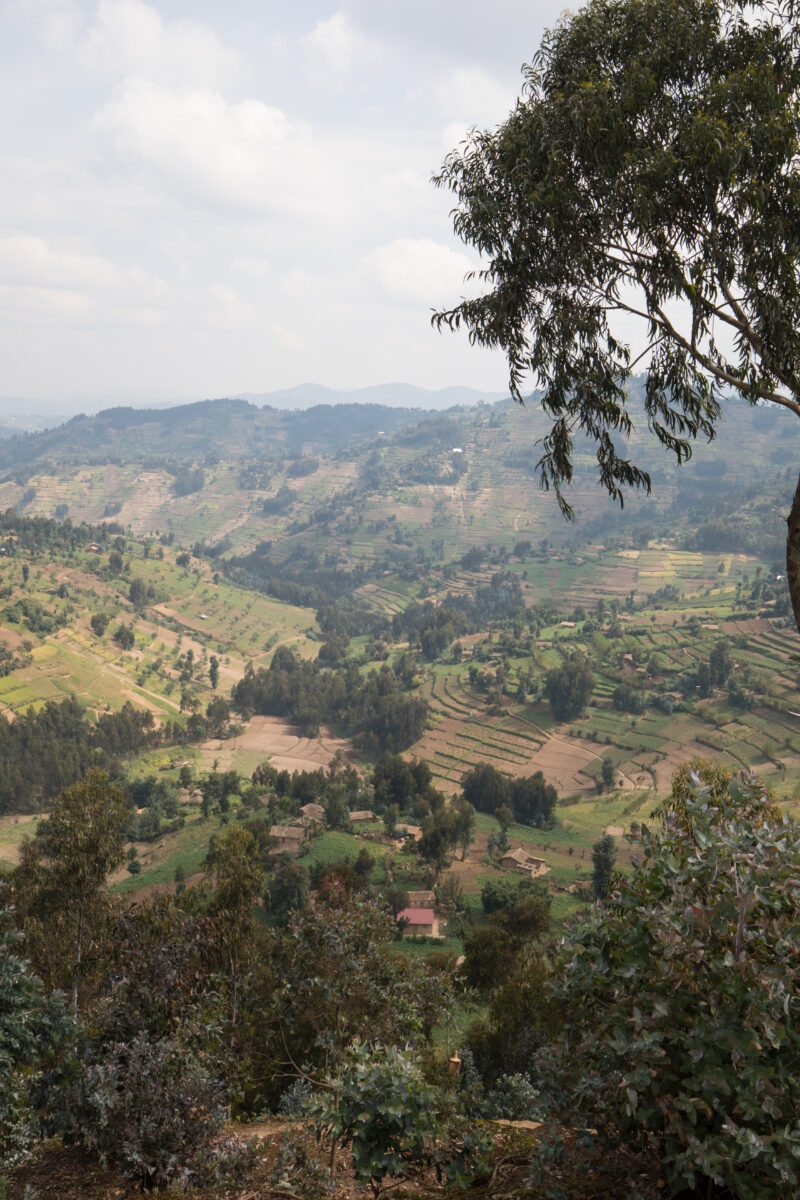 Scenic Farms in Rwanda — Rwanda, Africa, farming, fields, agriculture