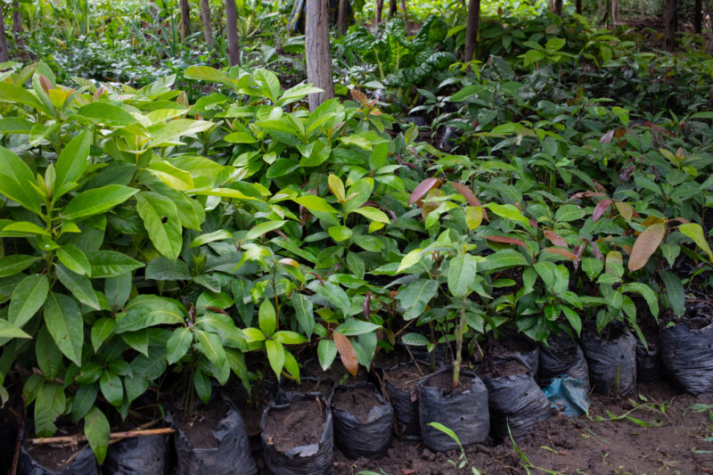 Tree Nusery — Tree Seedlings ready for distribution to farmers in Rwanda Africa — Rwanda, Africa, fruit trees, reforestation, nusery