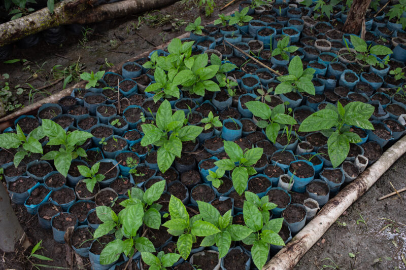 Tree Nusery — Tree Seedlings ready for distribution to farmers in Rwanda Africa — Rwanda, Africa, fruit trees, reforestation, nusery