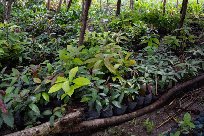 Tree Nusery — Tree Seedlings ready for distribution to farmers in Rwanda Africa — Rwanda, Africa, fruit trees, reforestation, nusery