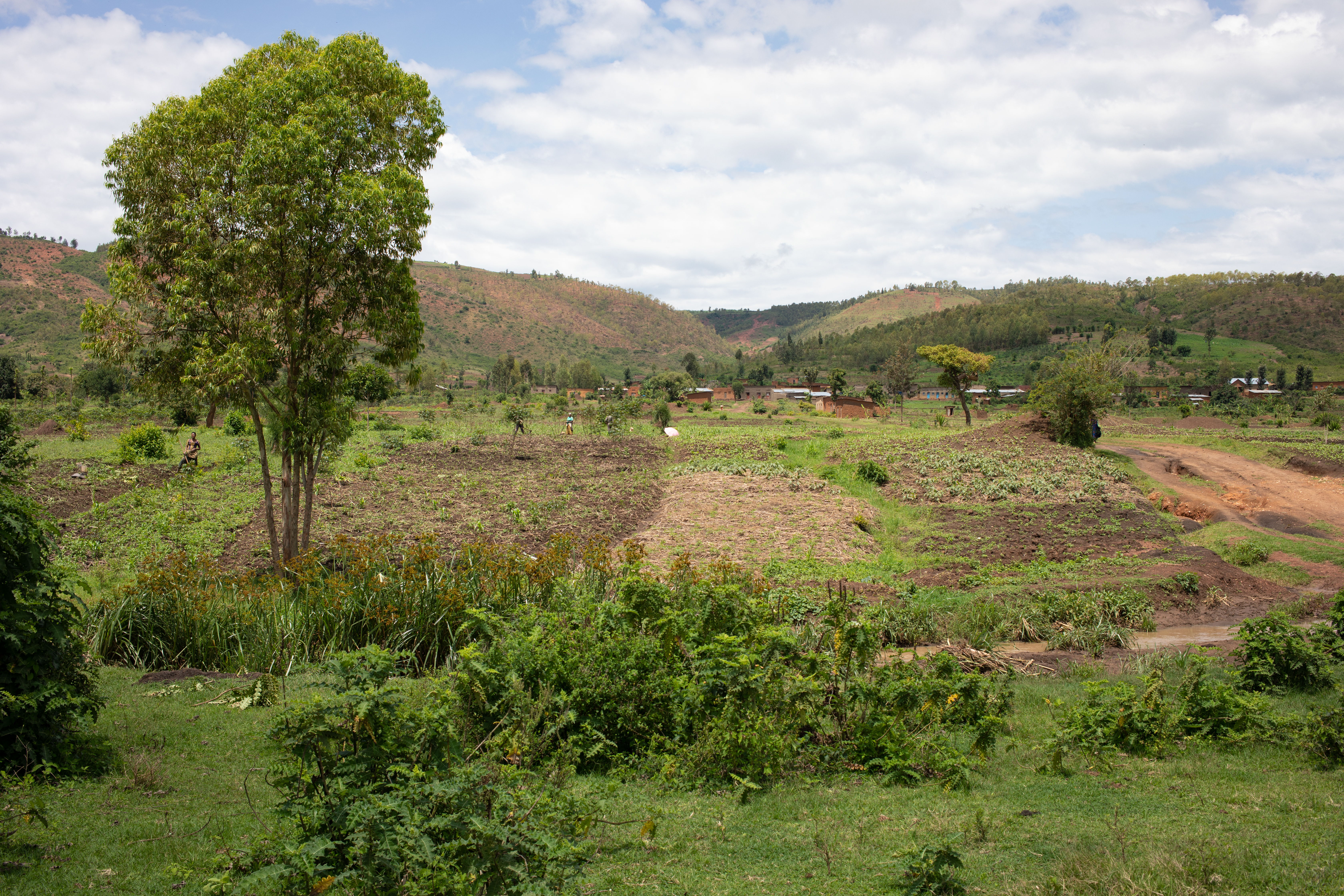 Scenic Farms in Rwanda
