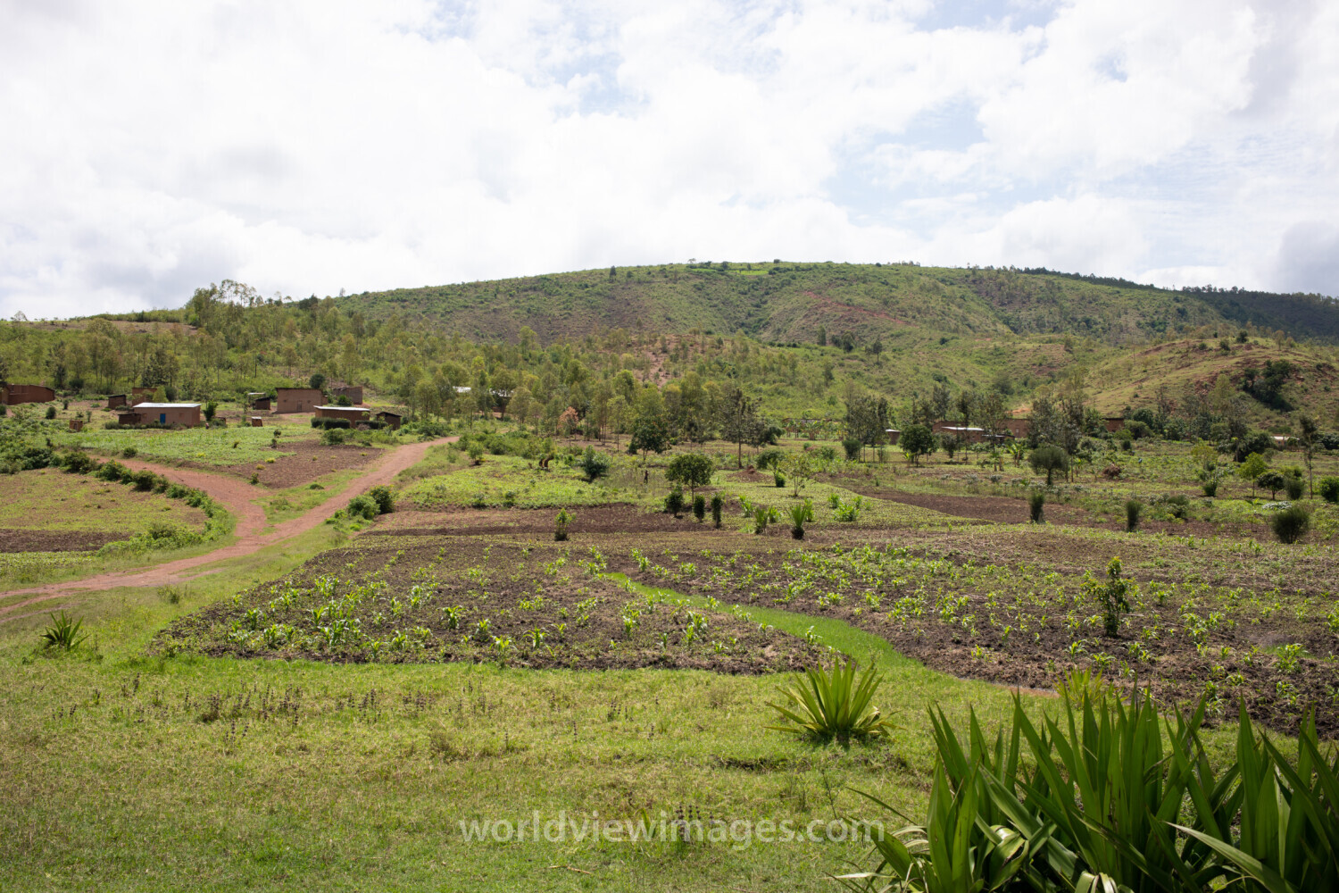 Scenic Farms in Rwanda
