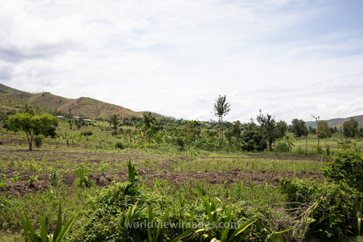 Scenic Farms in Rwanda