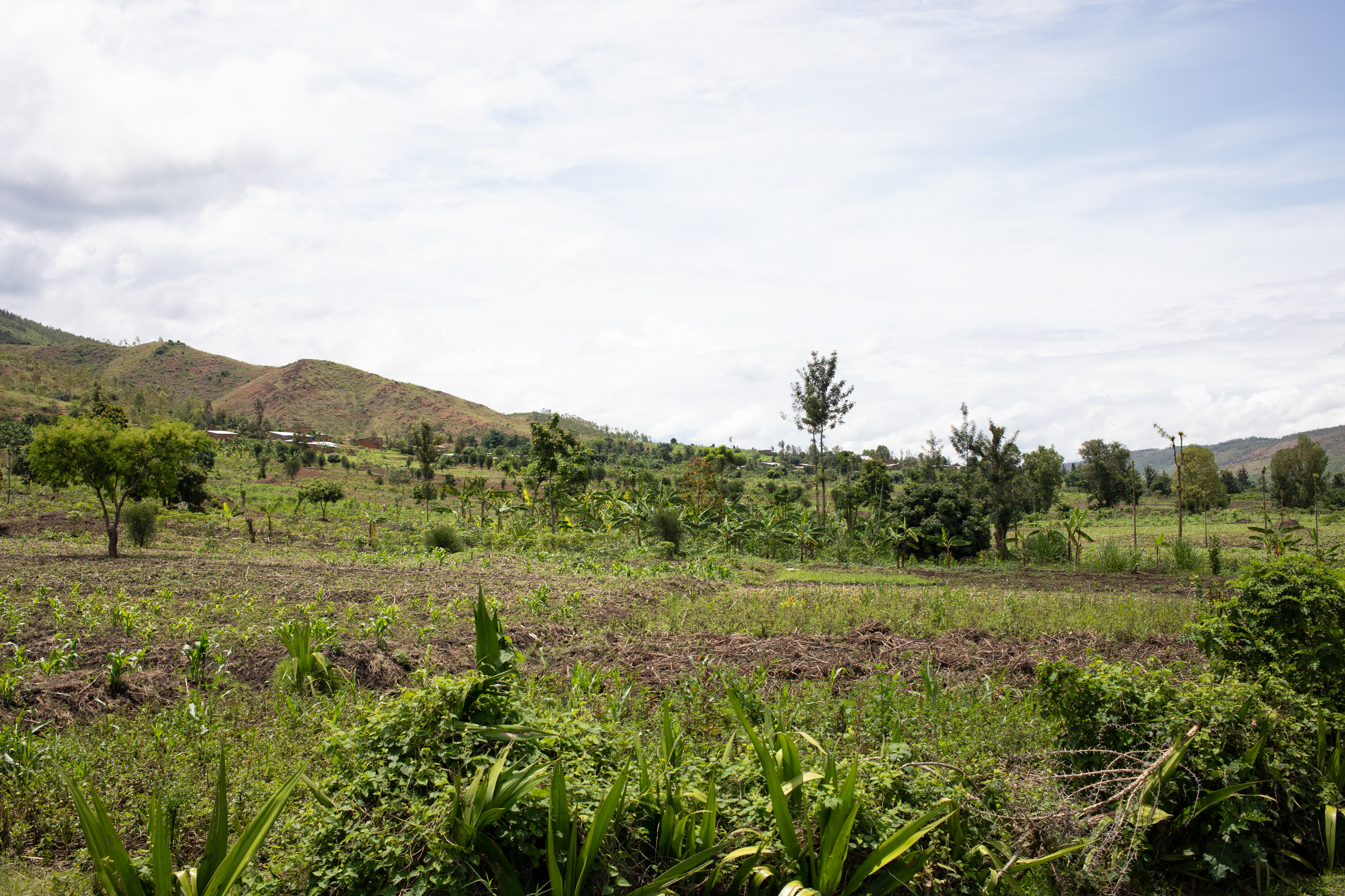 Scenic Farms in Rwanda