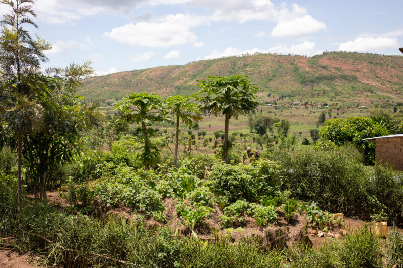 Scenic Farms in Rwanda — Wide shot of hilside farms in Northern Rwanda — Rwanda, Africa, farms, agriculture, hills
