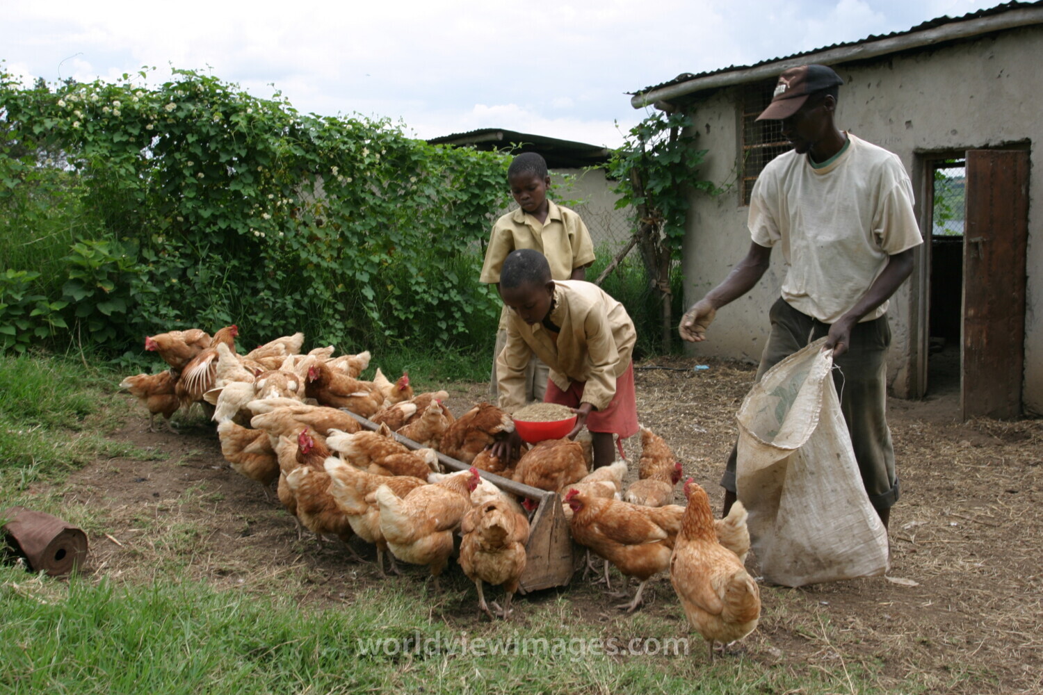 Raising Chickens in Rwanda