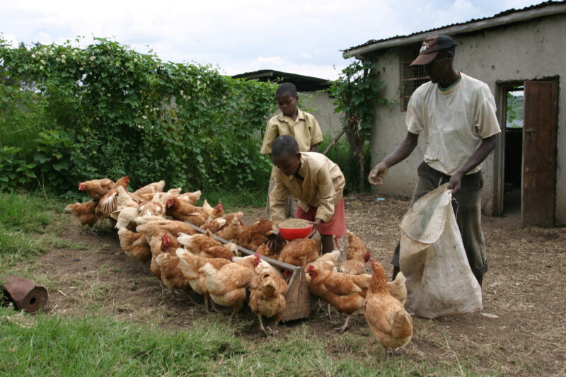 Raising Chickens in Rwanda — Orphan boys feed the chickens as part of their daily chores — Rwanda, Africa, child, Children, faces