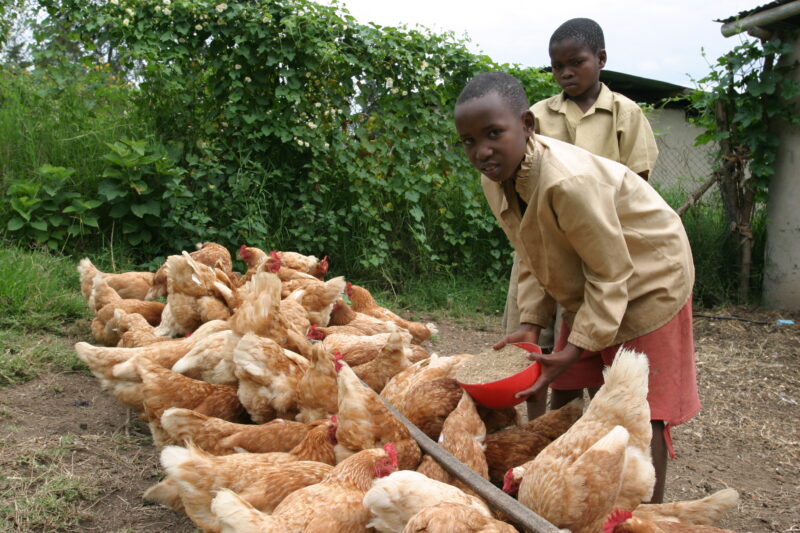 Raising Chickens in Rwanda — Orphan boys feed the chickens as part of their daily chores — Rwanda, Africa, child, Children, faces