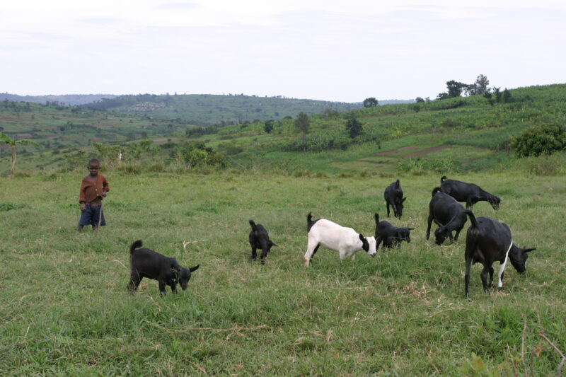 Stock Images of Rwanda — People returning to Rwanda after the genocide was overreclaim land in a unpopulated swampy area, with technology and financial suppo...